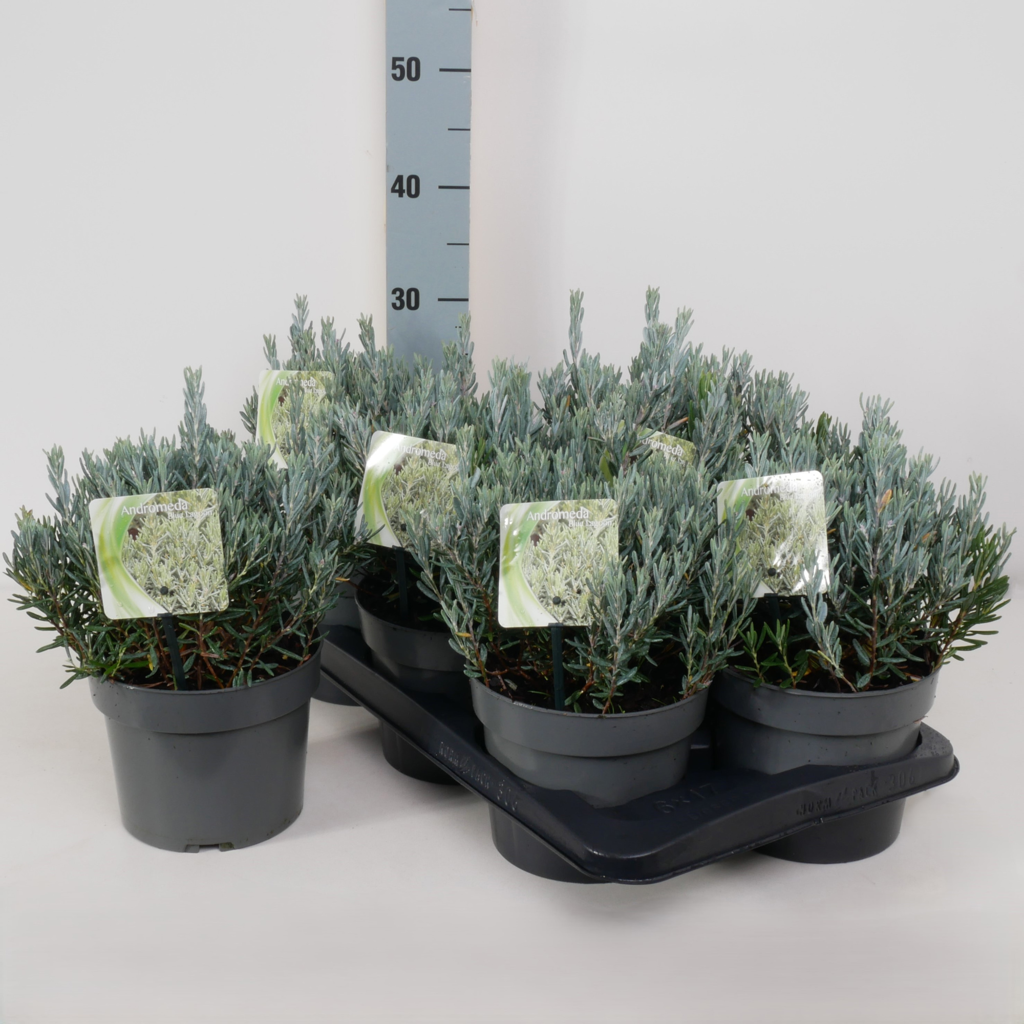 Andromeda polifolia 'Blue Lagoon' P17, D 17