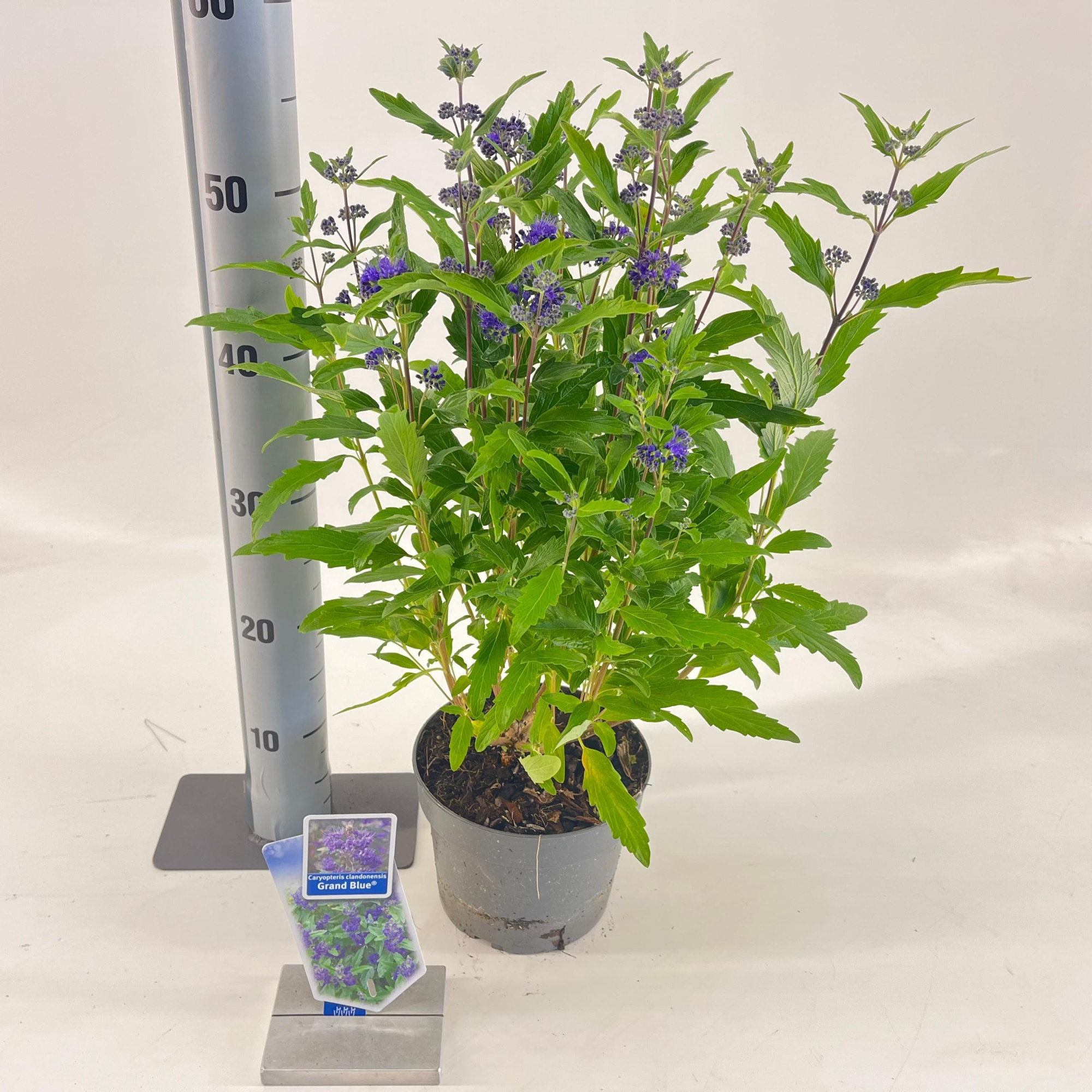 Caryopteris cland. Grand Bleu® ('Inoveris'PBR), D 17 cm