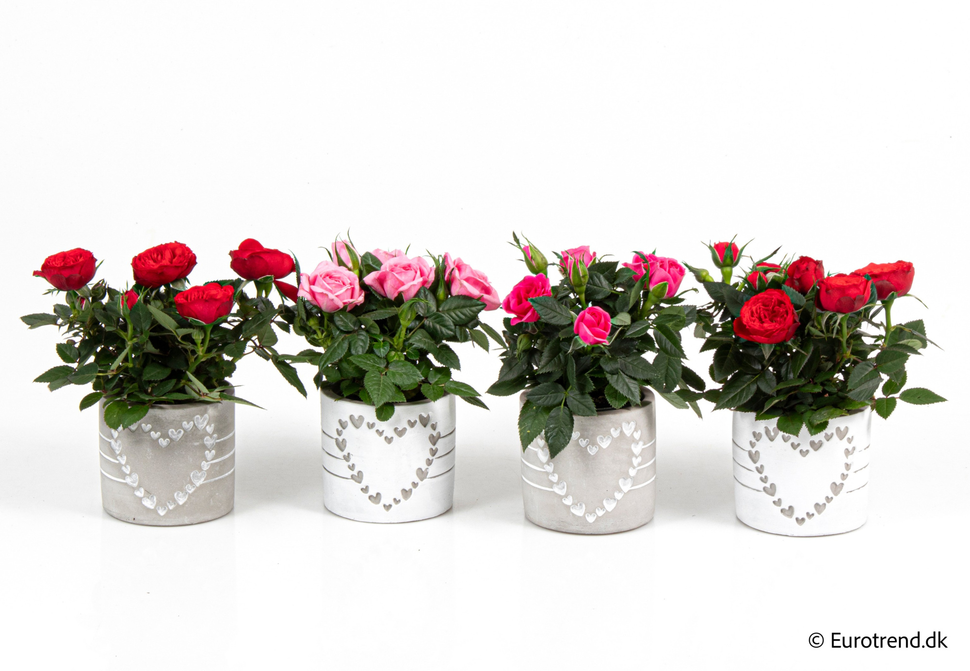 Roses in Valentine ceramic 2026, D 6