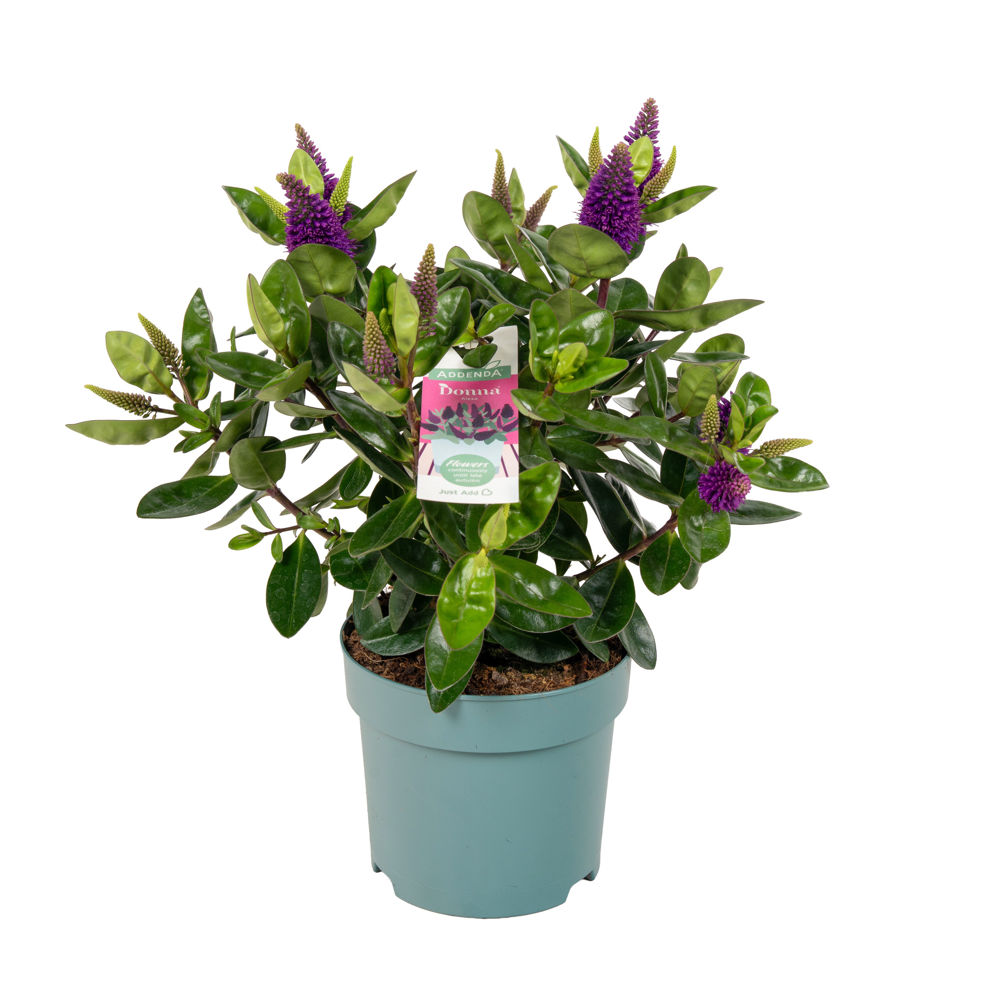 Hebedonna Alexa, D 15