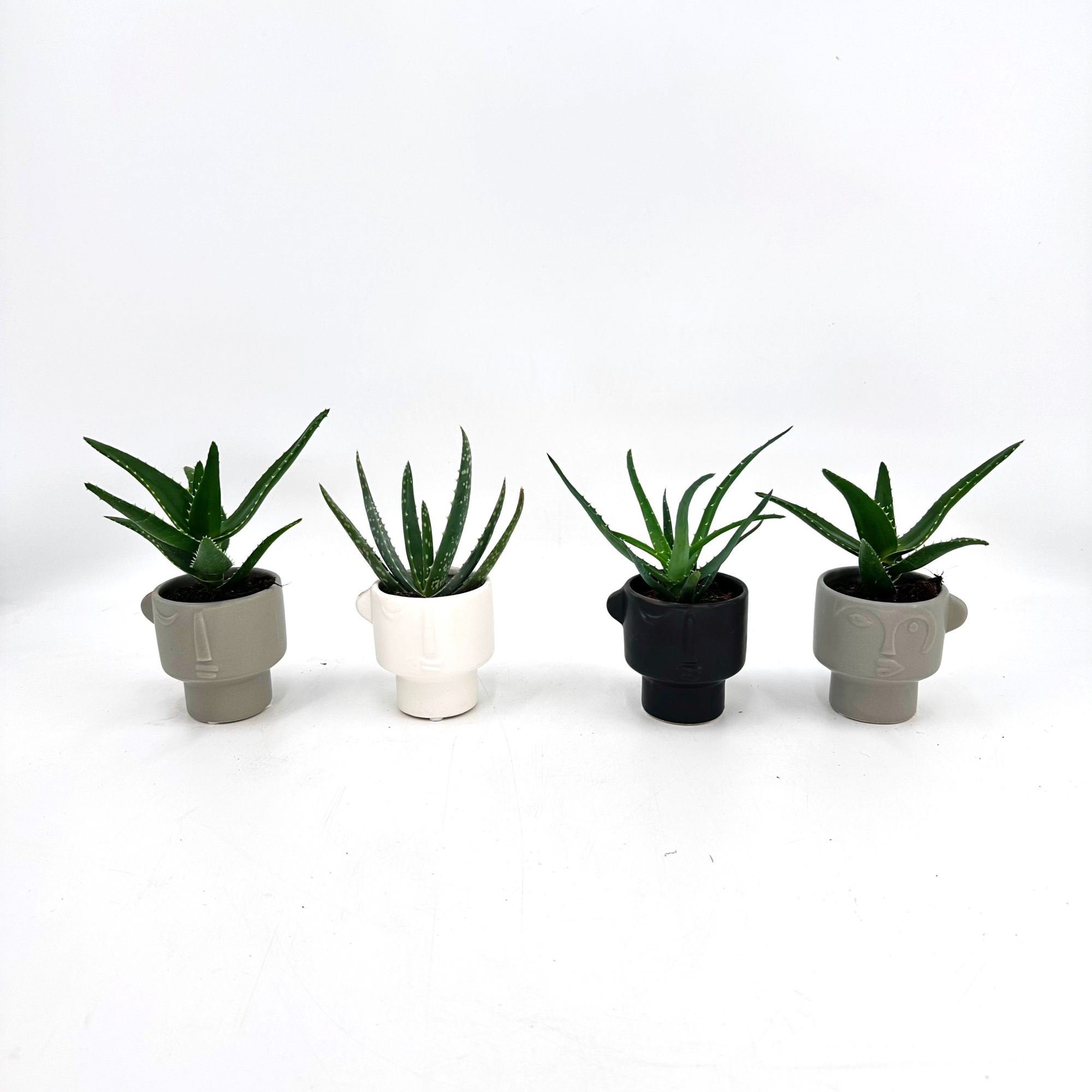 Mini Aloe Mix in Special pot in Special pot (EH2254), D 6 cm