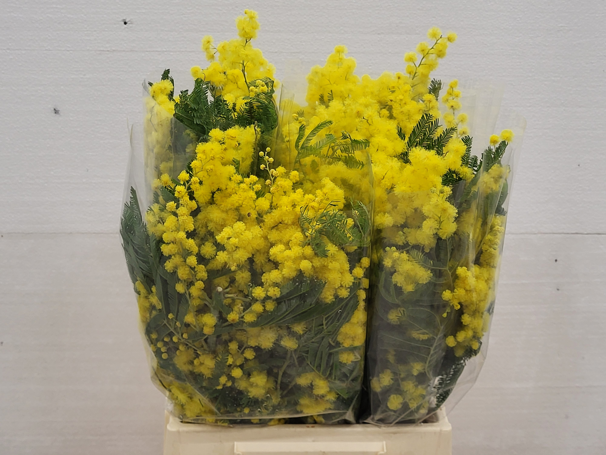 Мимоза Дельбата за пучок 50, пуч.