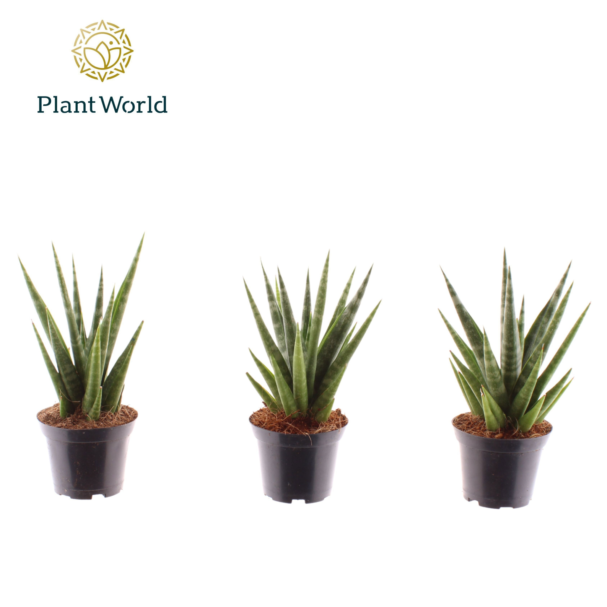 Sansevieria 'Dancing Queen' 7 cm, D 7