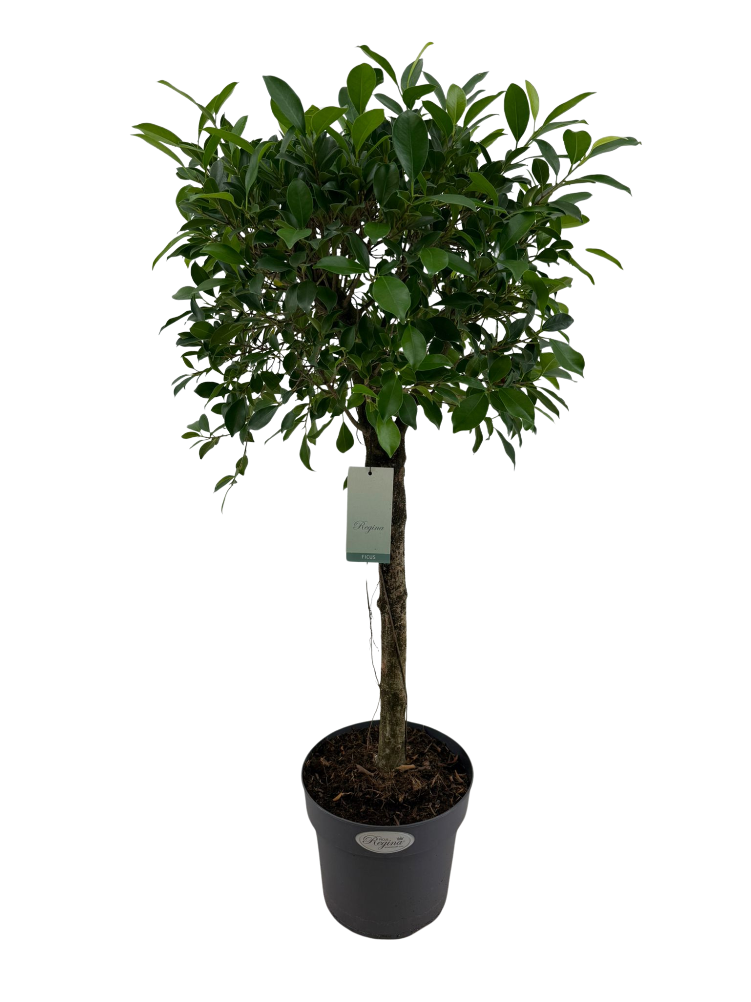 Ficus Microcarpa Nitida rechte stam p24, D 24