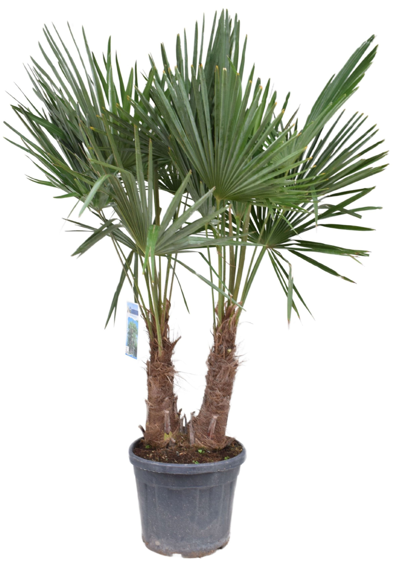 Trachycarpus fortunei P40 2PP, D 40