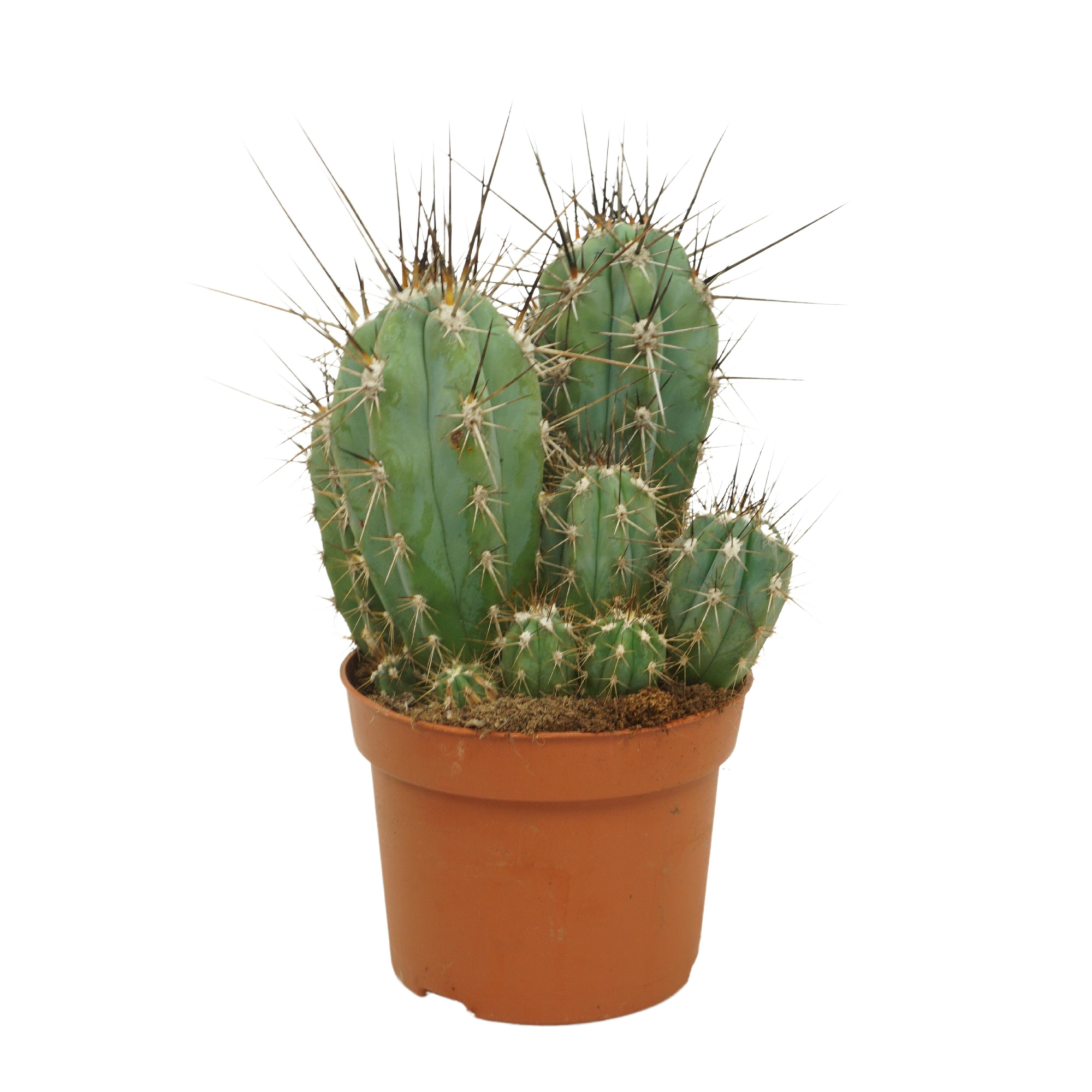 Stetsonia coryne 12 cm, D 12