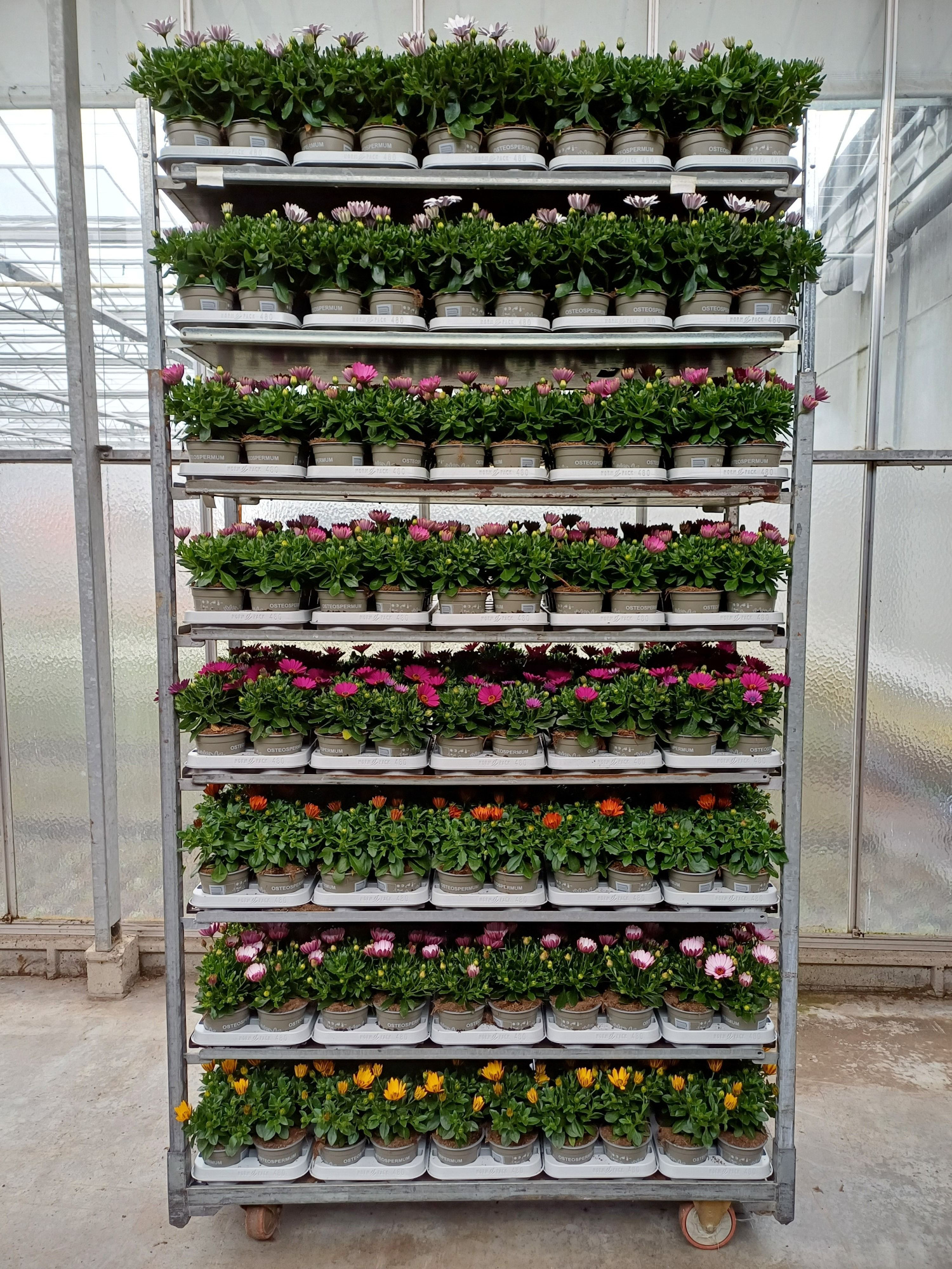 mixcc pot 12 osteo, D 12