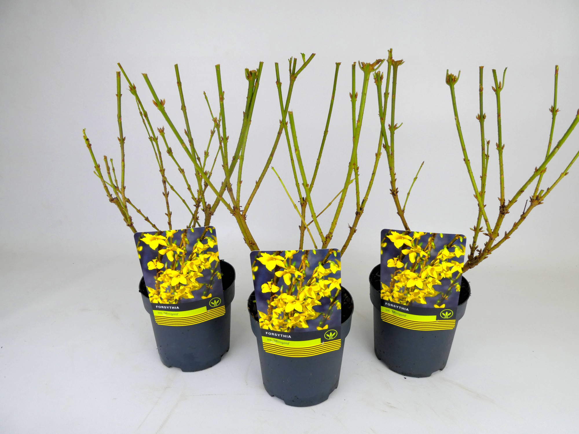 Forsythia 'Minigold', D 14