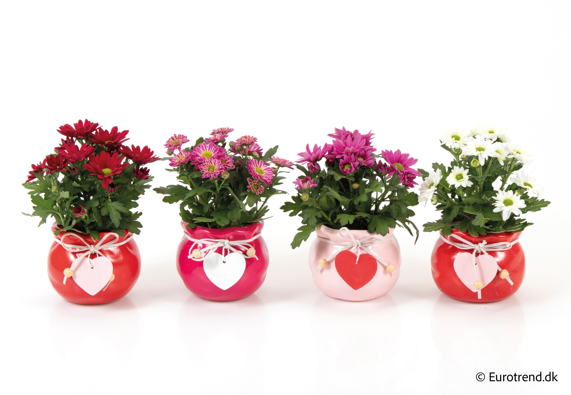 Chrysanthemum in Valentine ceramic 2026, D 6