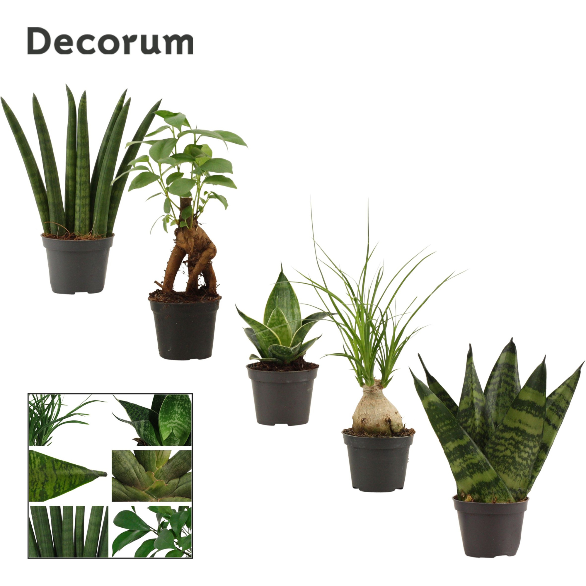 Groenmix mini (Decorum), D 6