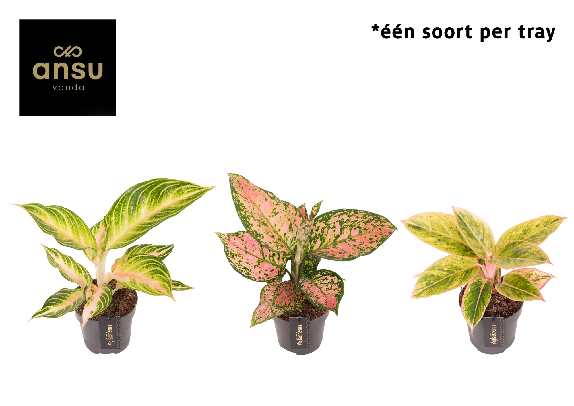 Aglaonema Pink Surprise Tray, D 12 cm