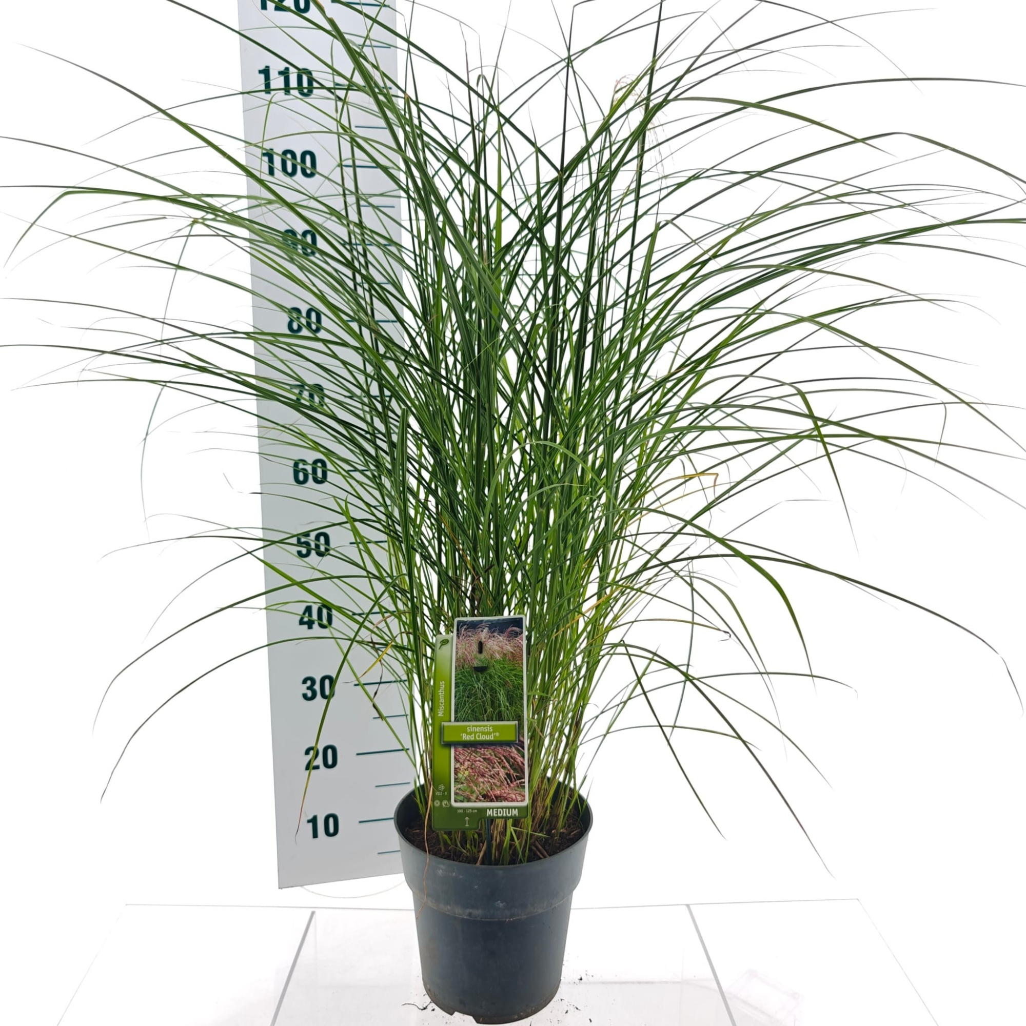 Miscanthus sin. 'Red Cloud', D 23