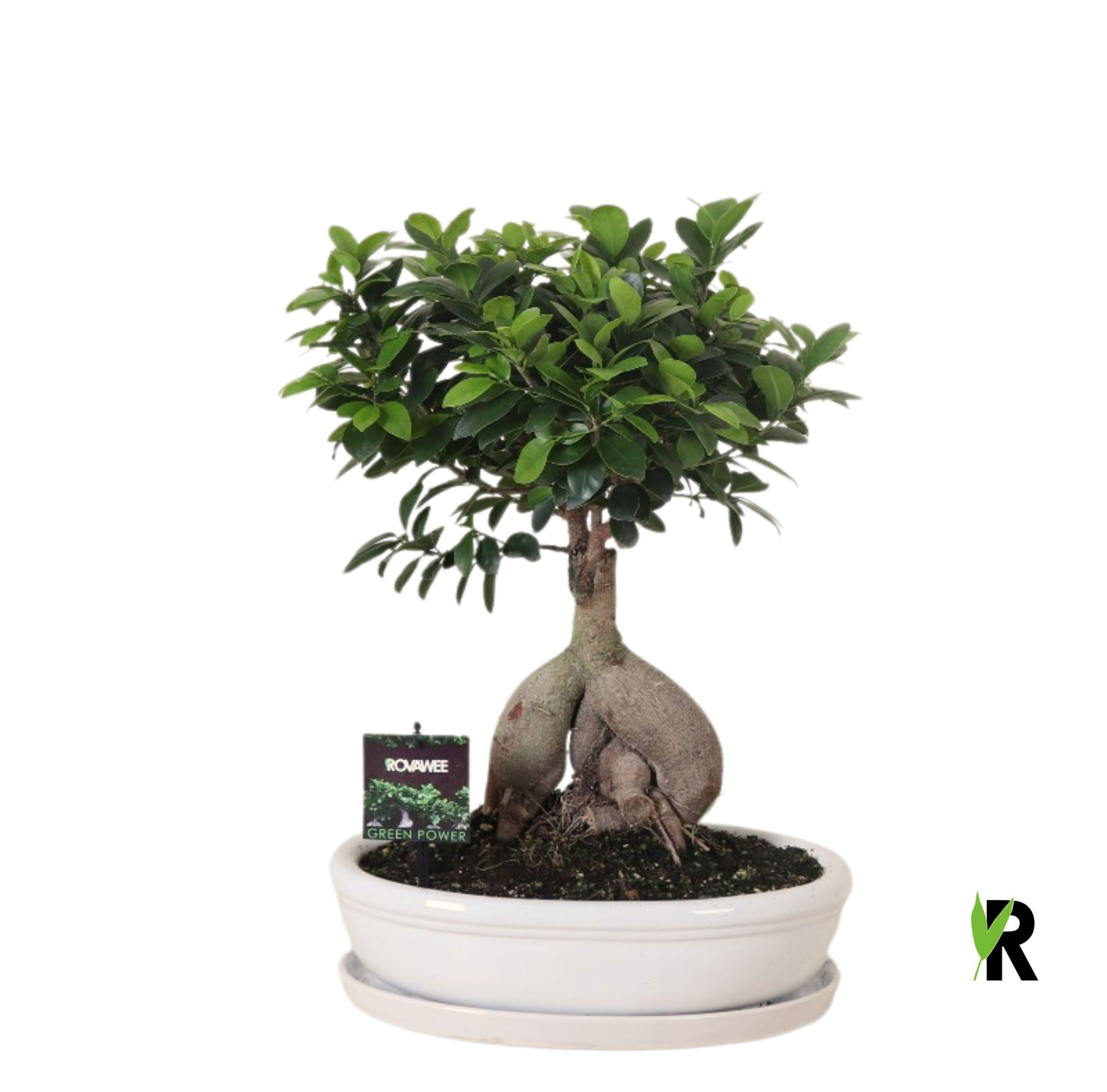 Ficus micr. Ginseng in keramiek ovaal wit, D 35