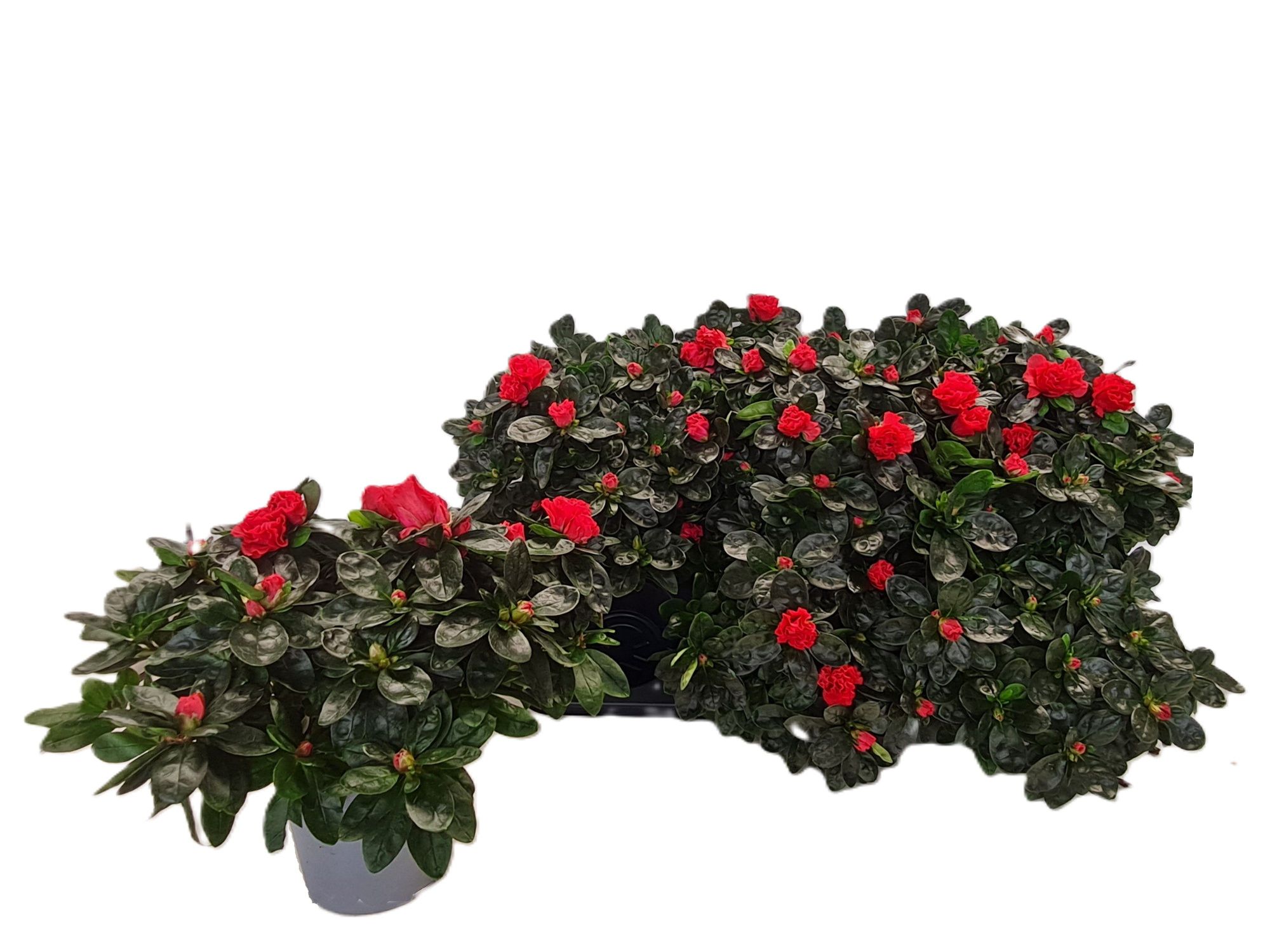 Gekoelde vogels Noordlicht, D 14