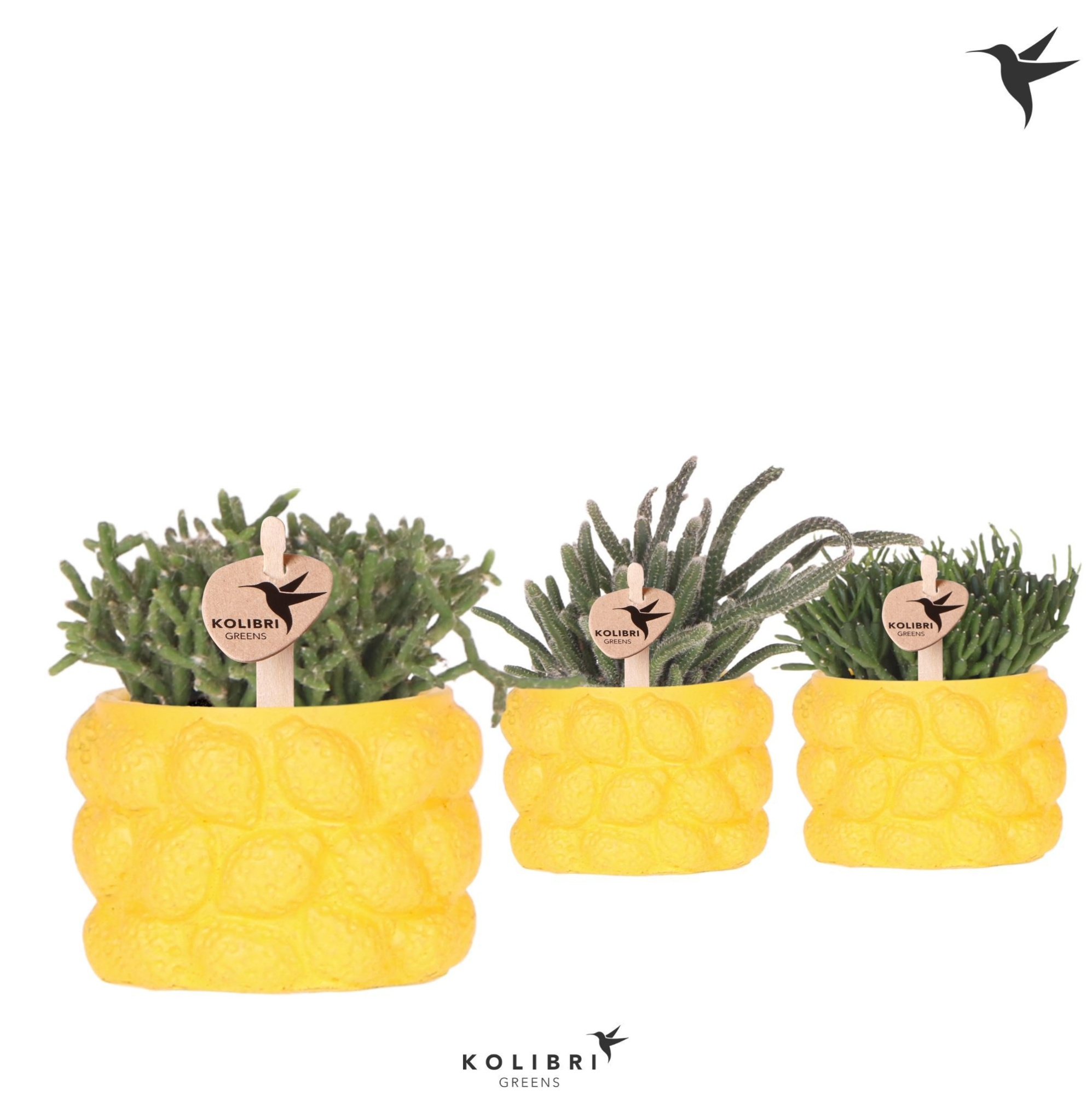 Kolibri Greens Rhipsalis mix in Citrus pot yellow, D 6