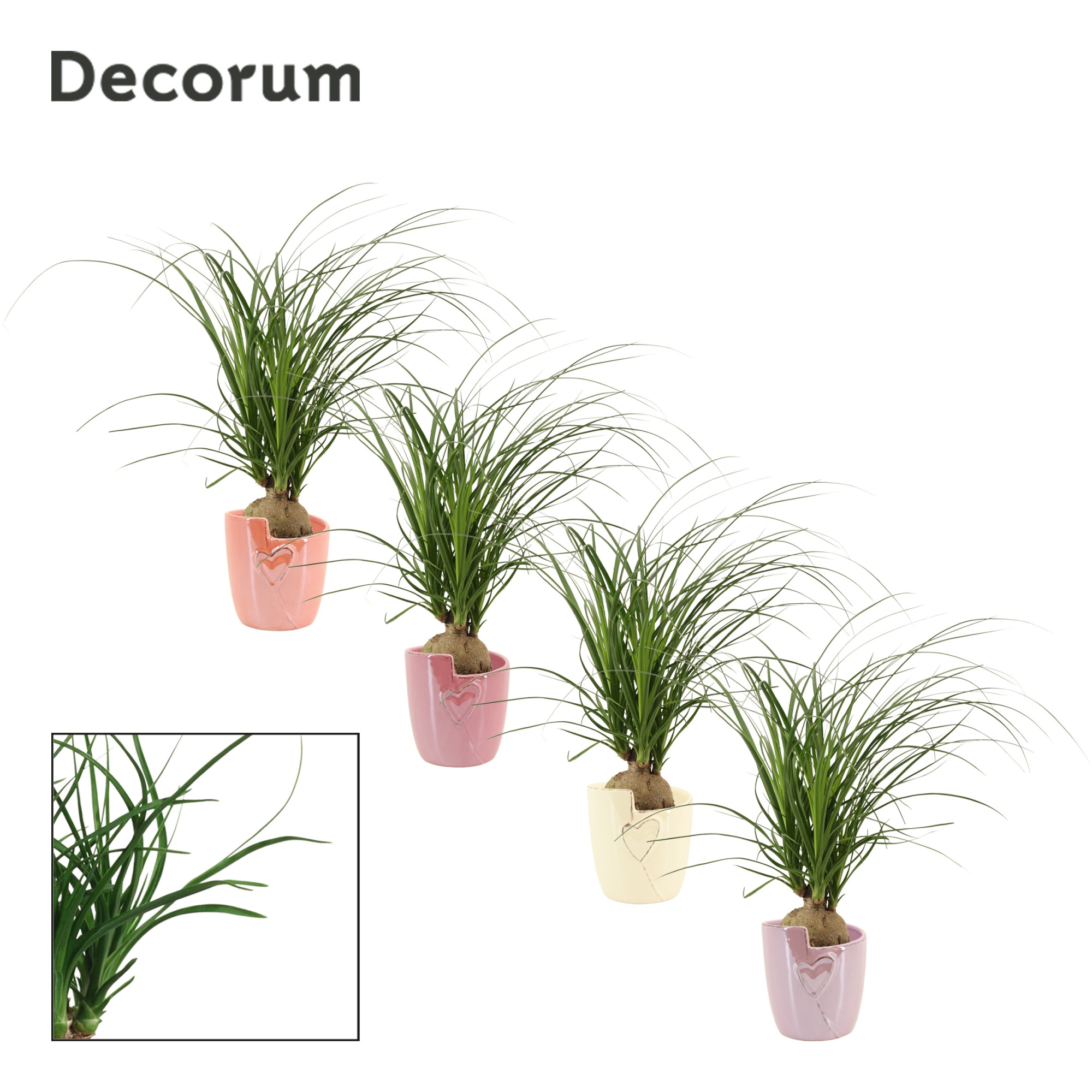 Beaucarnea Bol 12 cm in Joa (Special moods-collection), D 12