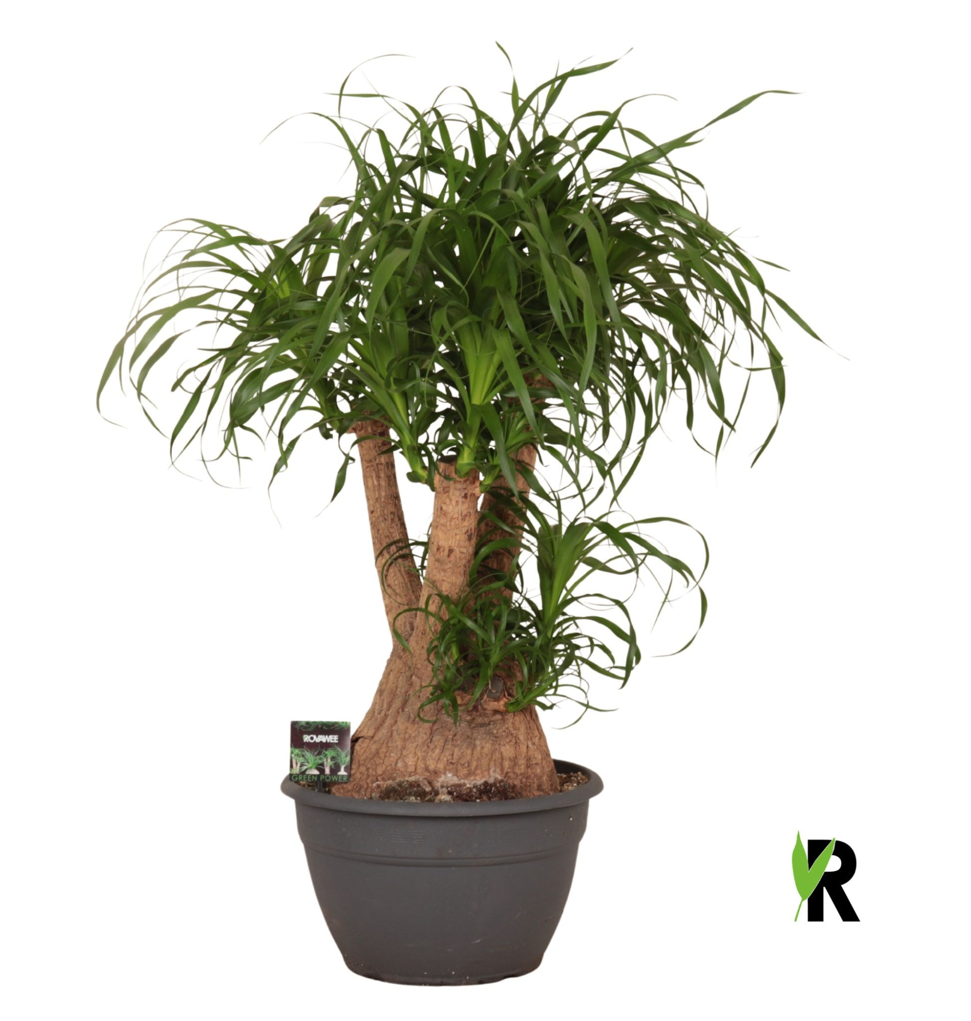 Beaucarnea rec. vertakt, D 35 cm