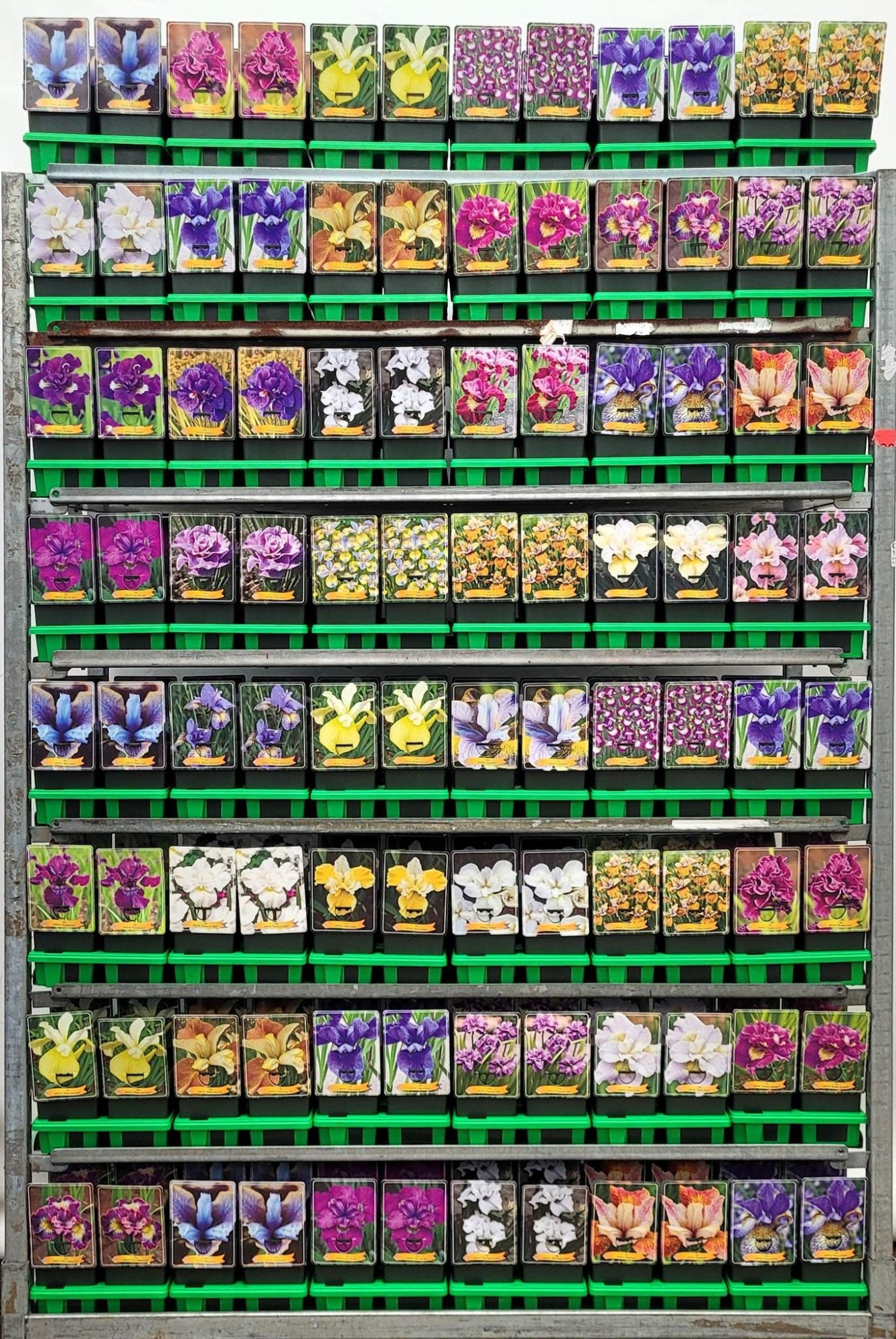 Iris Sibirica mix cc P11, D 11 cm