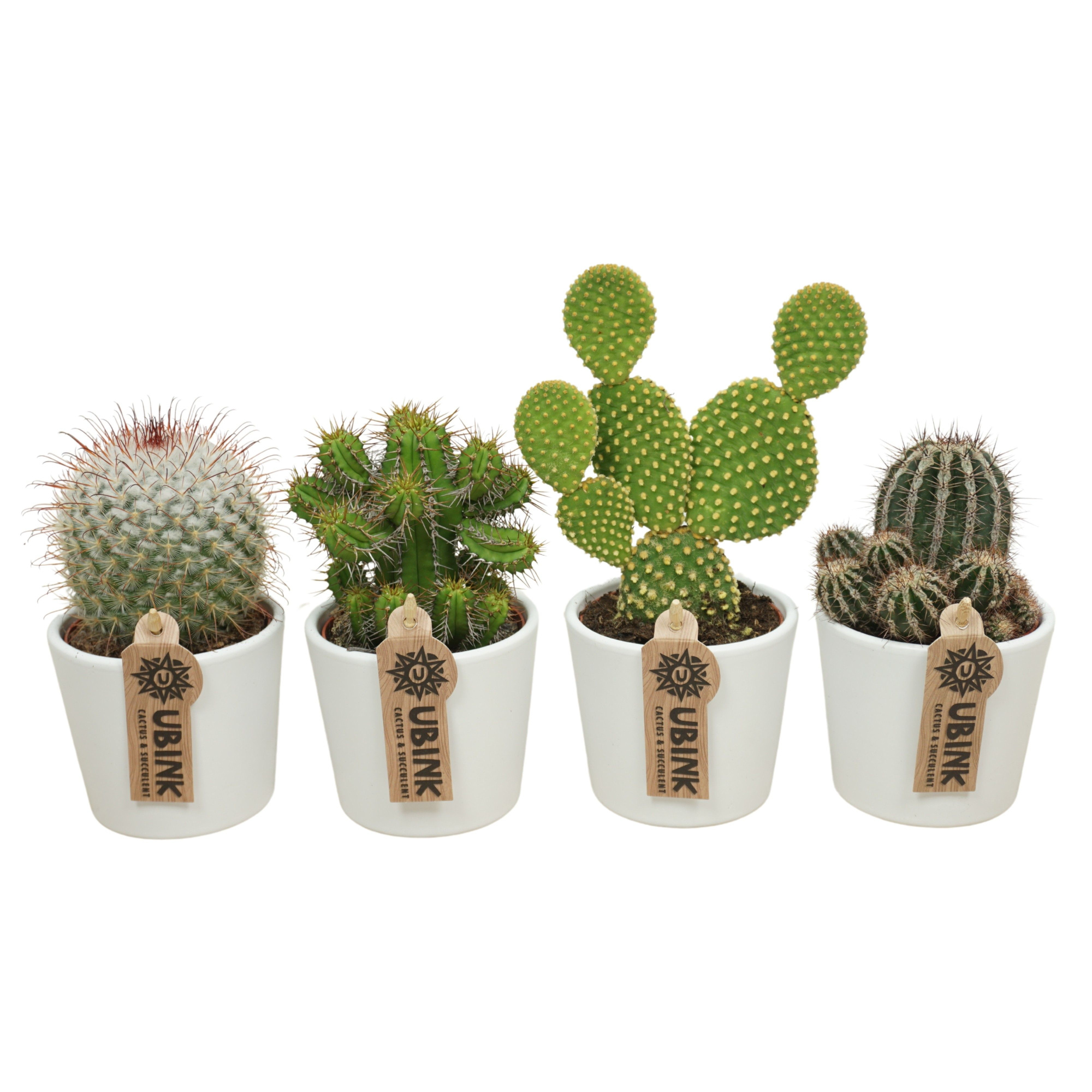 Cactus mix in 9 cm 'Wit Potje', D 8,5 cm