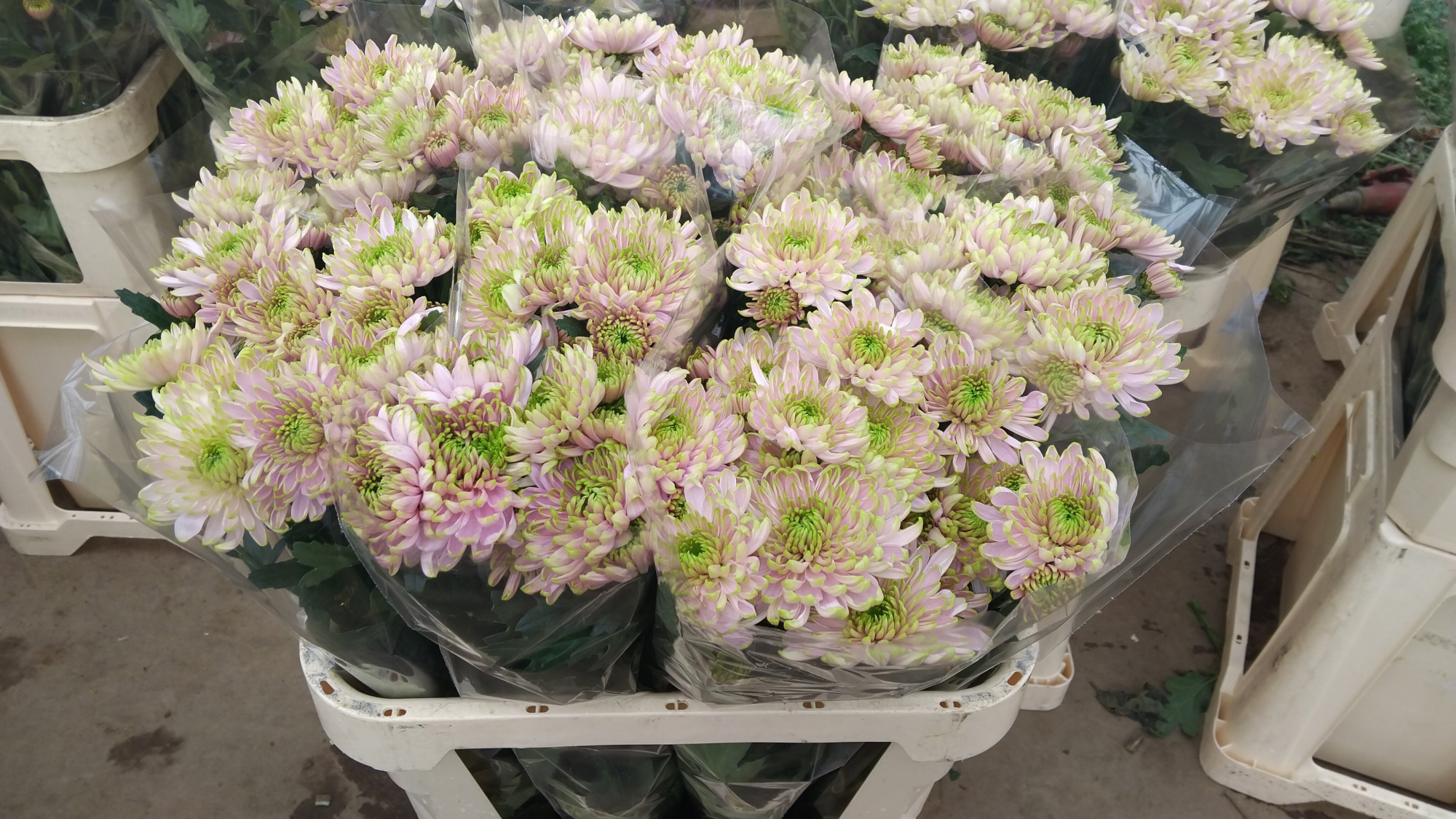 Хризантема од. Росанно Шарлот 80, шт.