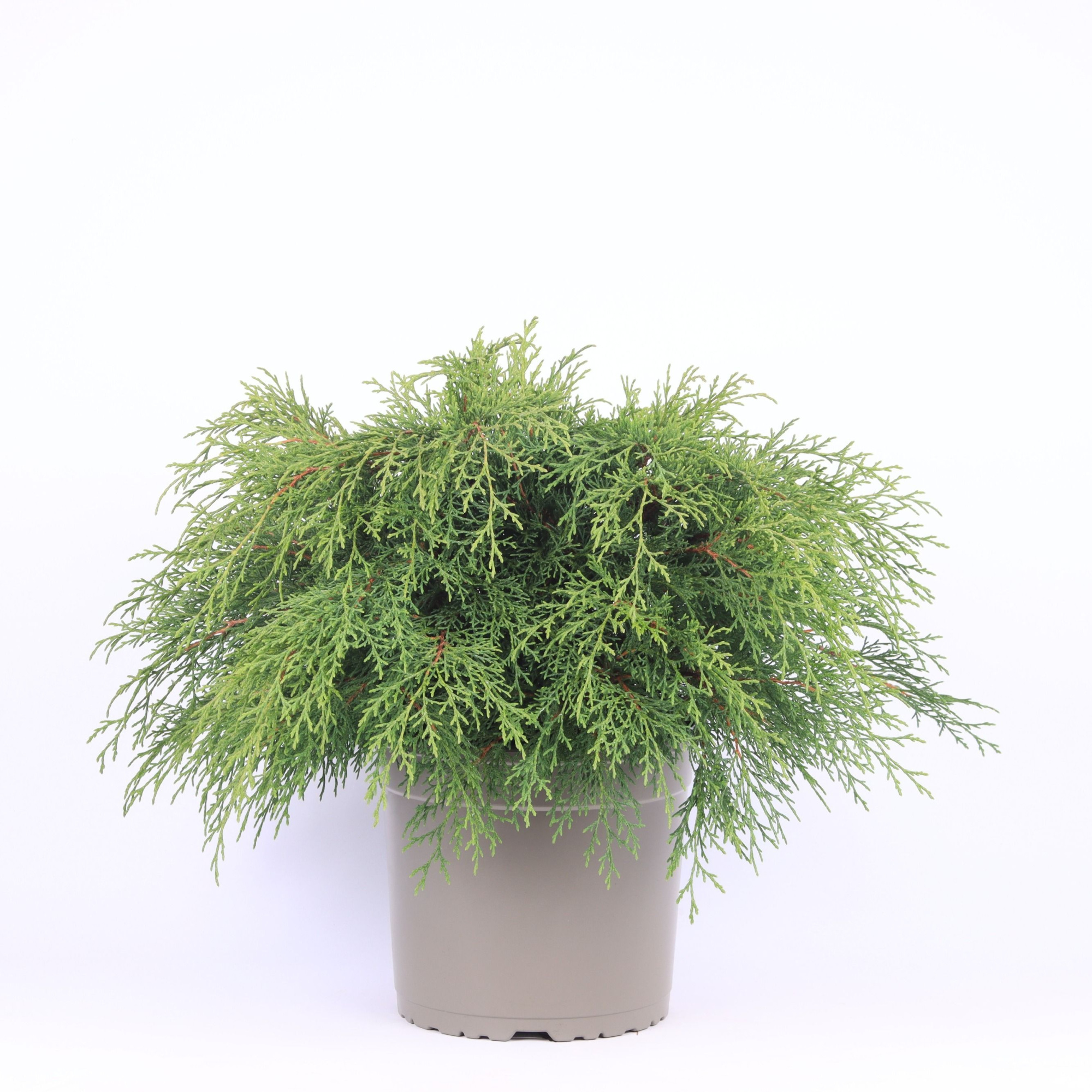 Microbiota decussata, D 23 cm