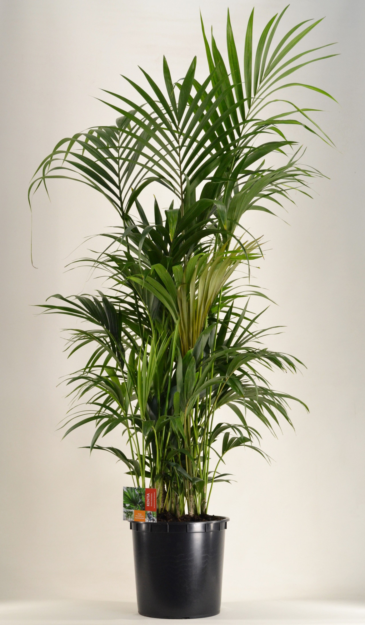 KENTIA - P34 H180 - 15PP (Howea forsteriana), D 34