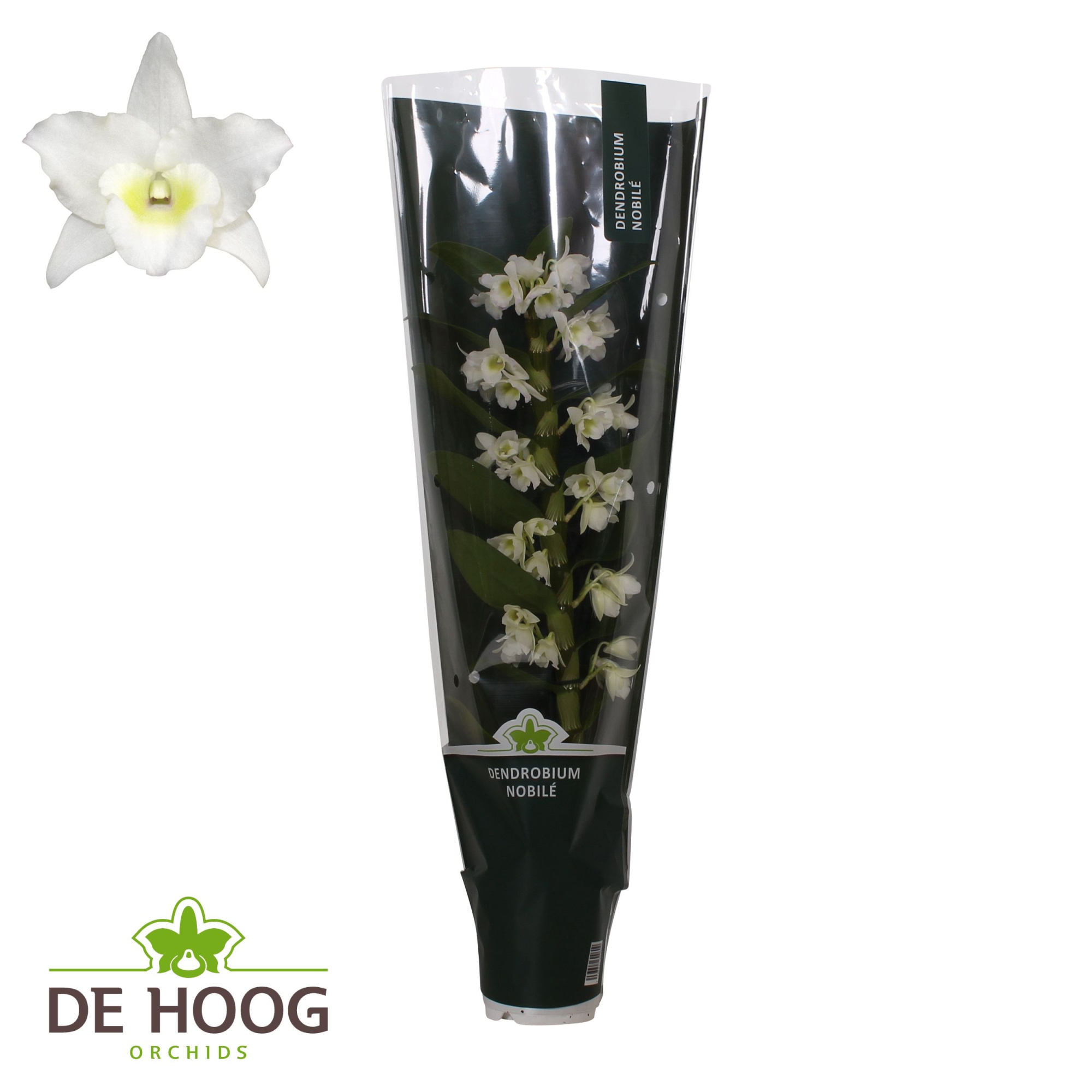 Dendrobium nobile Apollon 1 stam 10+ tros in luxe De Hoog Hoes, D 12