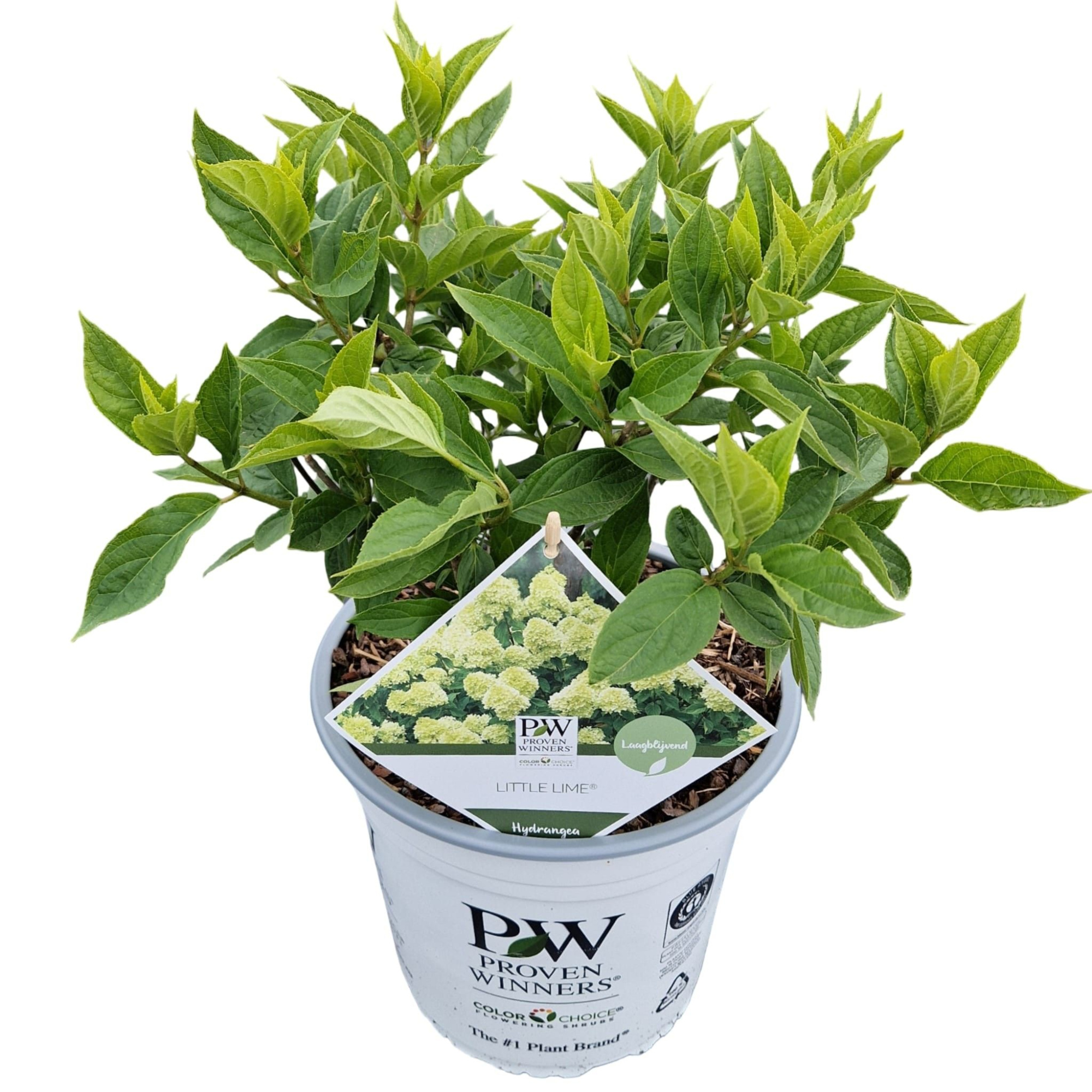 Hydrangea pan. 'Little Lime' ®, D 23