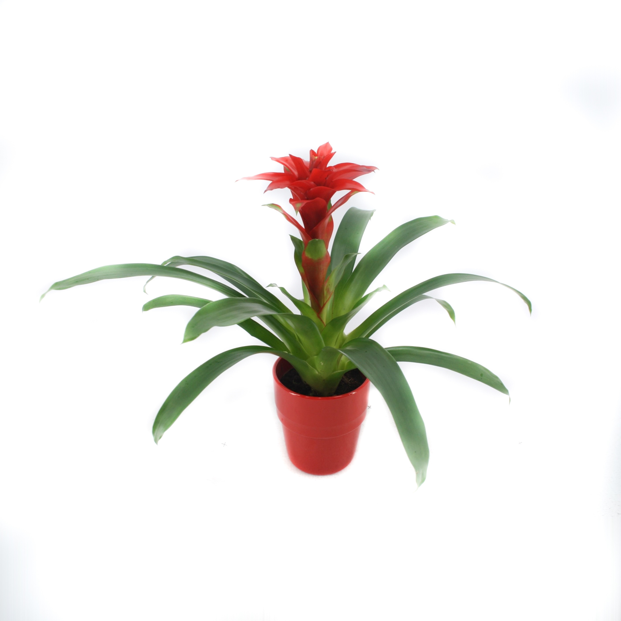 Guzmania Denise in rood keramiek, D 13 cm