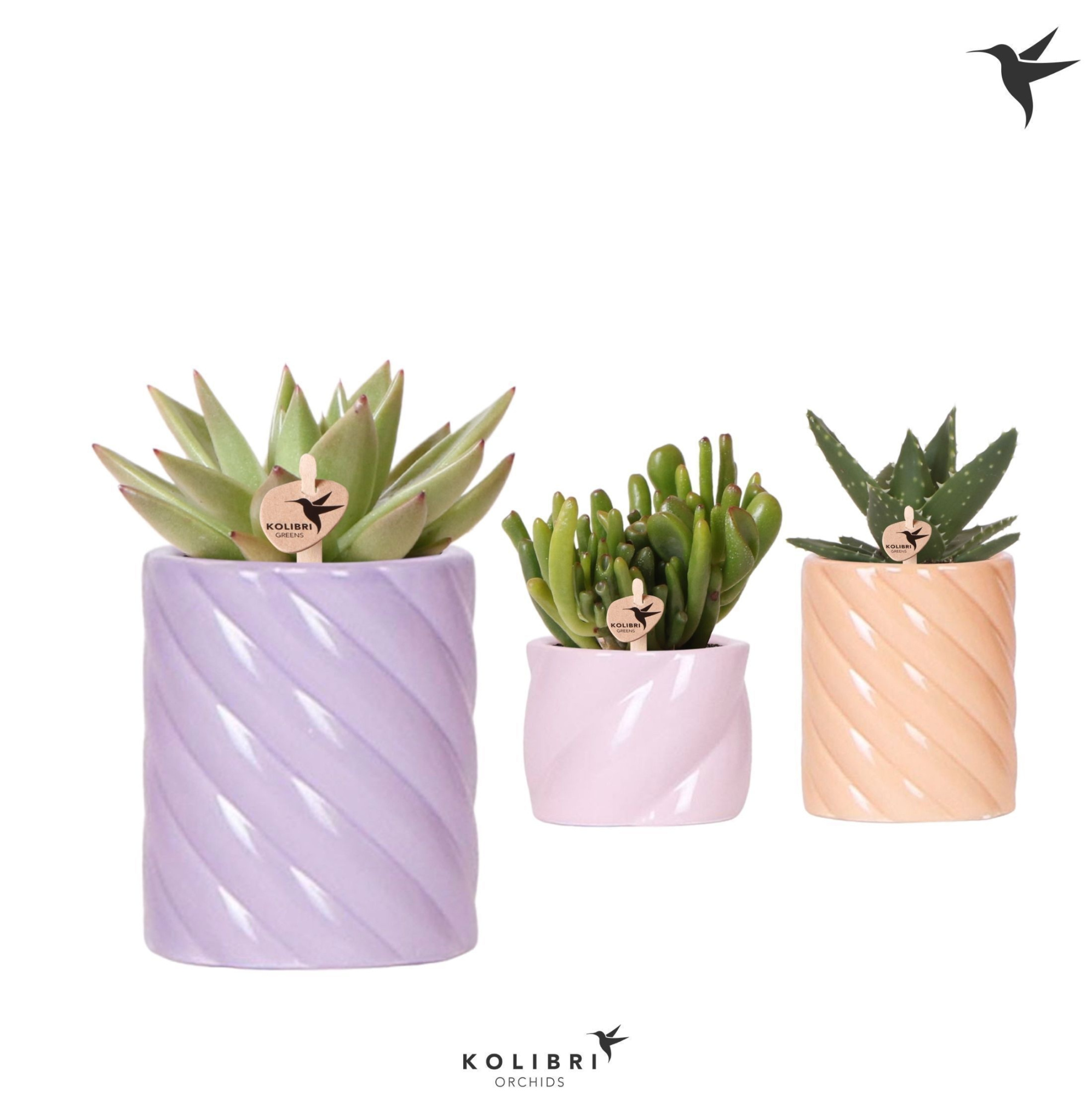 Kolibri Greens Succulenten mix in Candy pot pink mix, D 6 cm