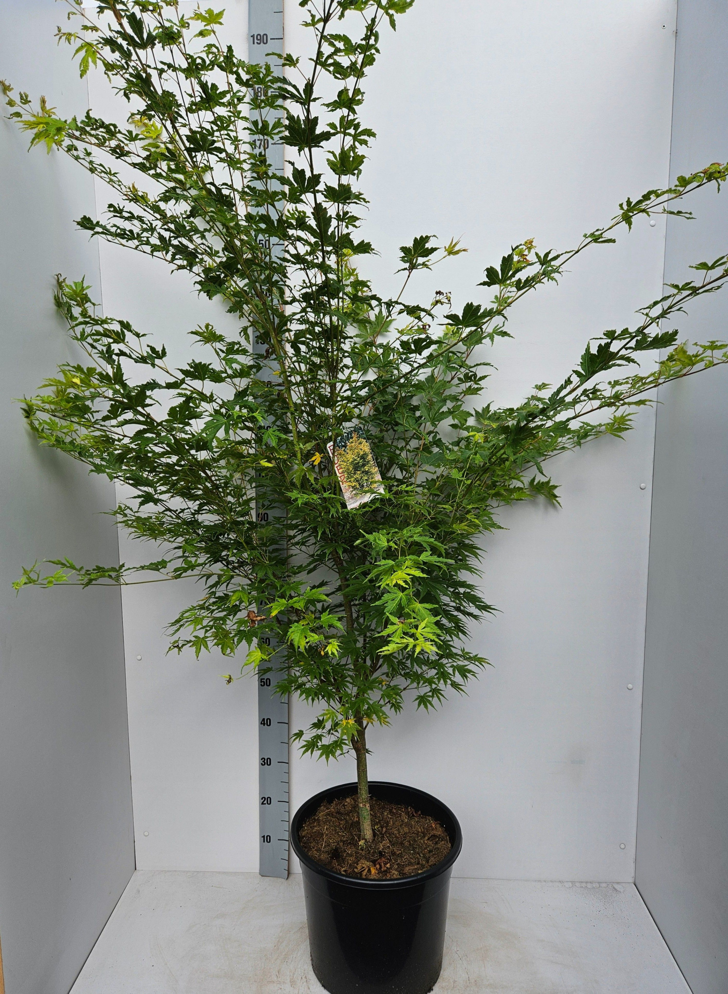 Acer palmatum 'Sangokaku', D 36 cm