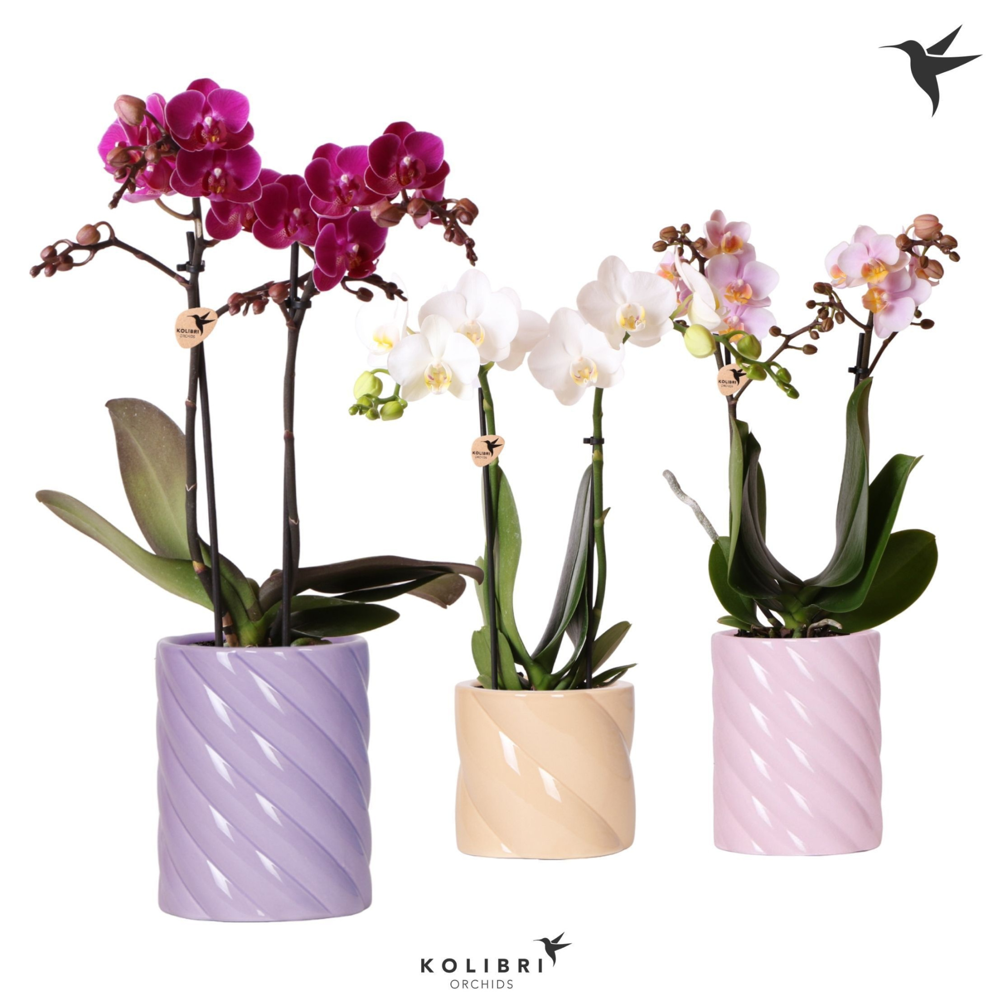 Kolibri Orchids Phalaenopsis mix 2 spike in Candy pot pink mix, D 9