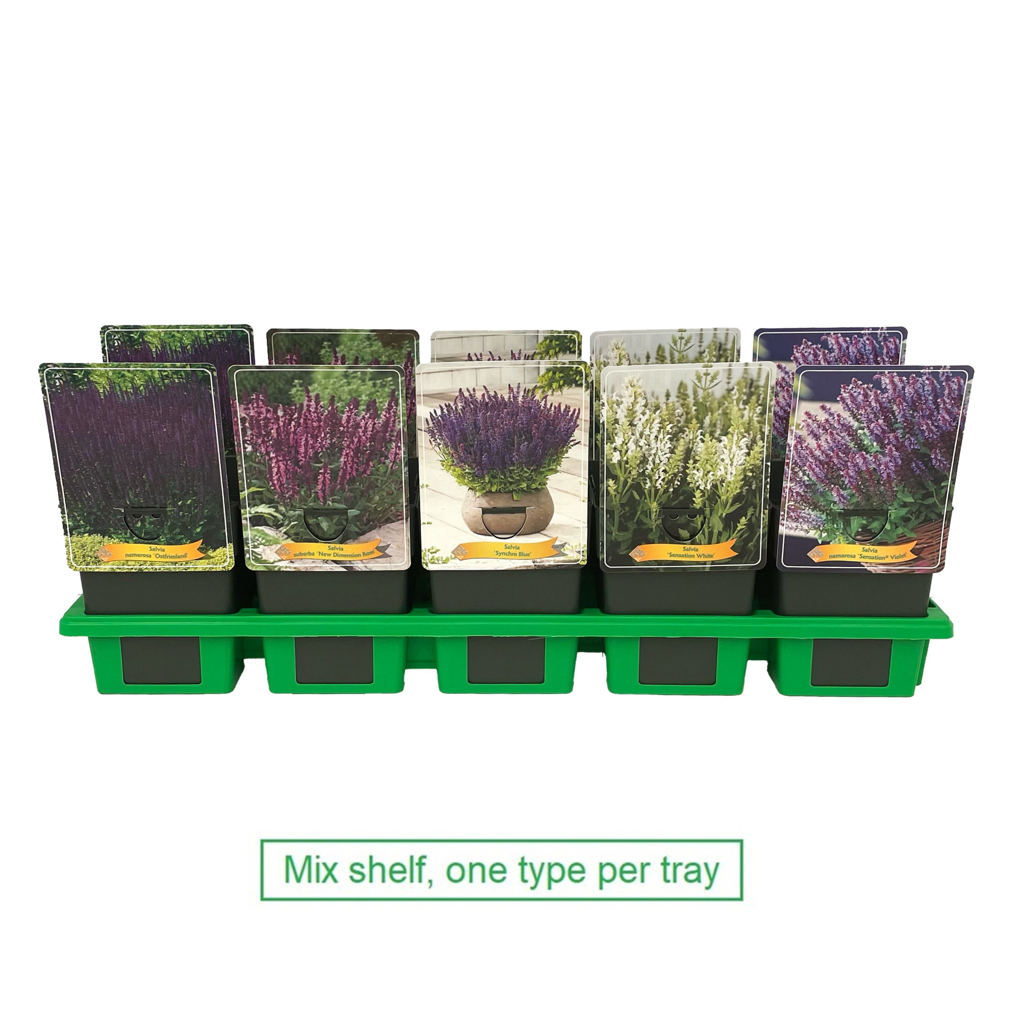Salvia mix 6x10 srt. per laag P11, D 11 cm