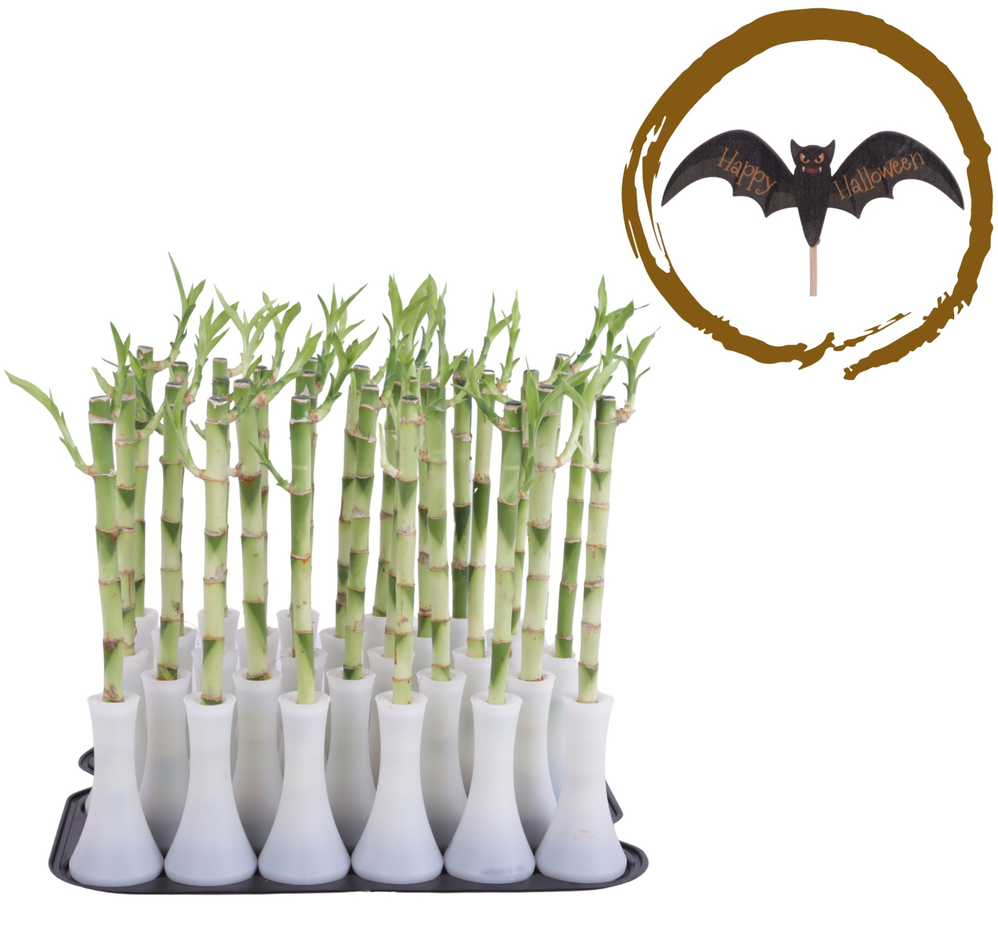 Lucky Bamboo Stem Straight 30cm in Tube Vase White, D 6 cm