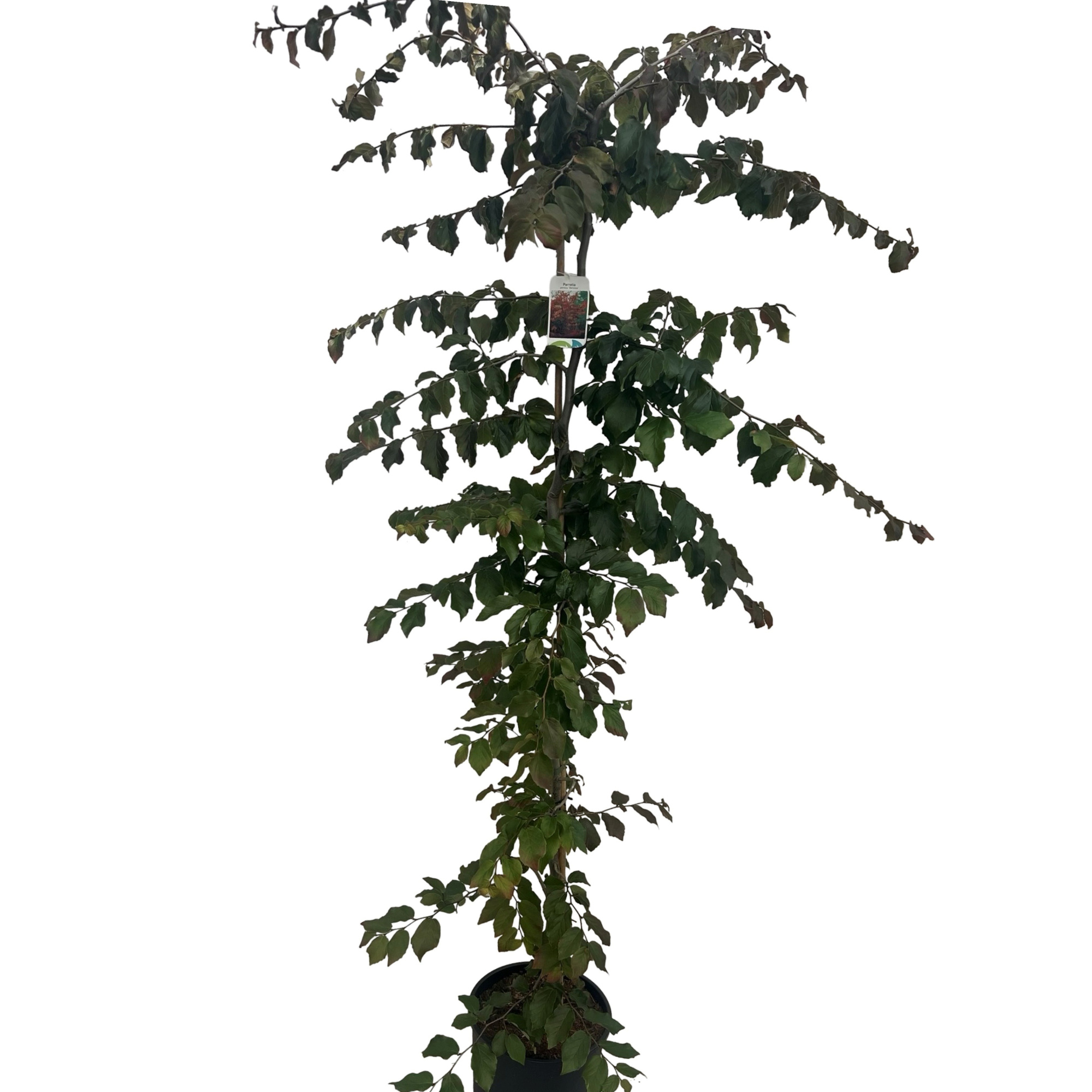 Parotia persica ‘Vannessa’, D 32 cm