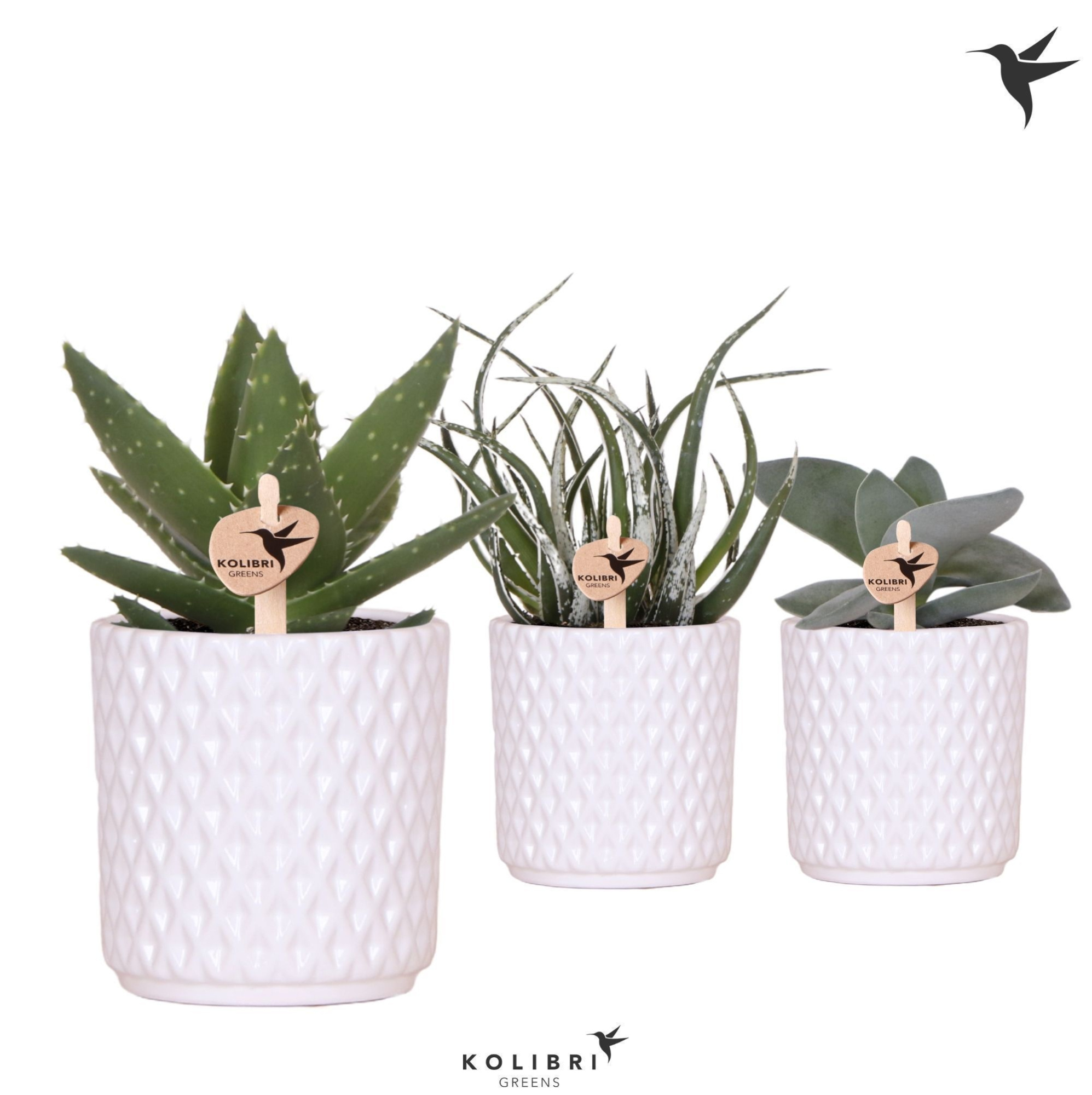 Kolibri Greens Succulenten mix in Diamond pot white, D 9 cm