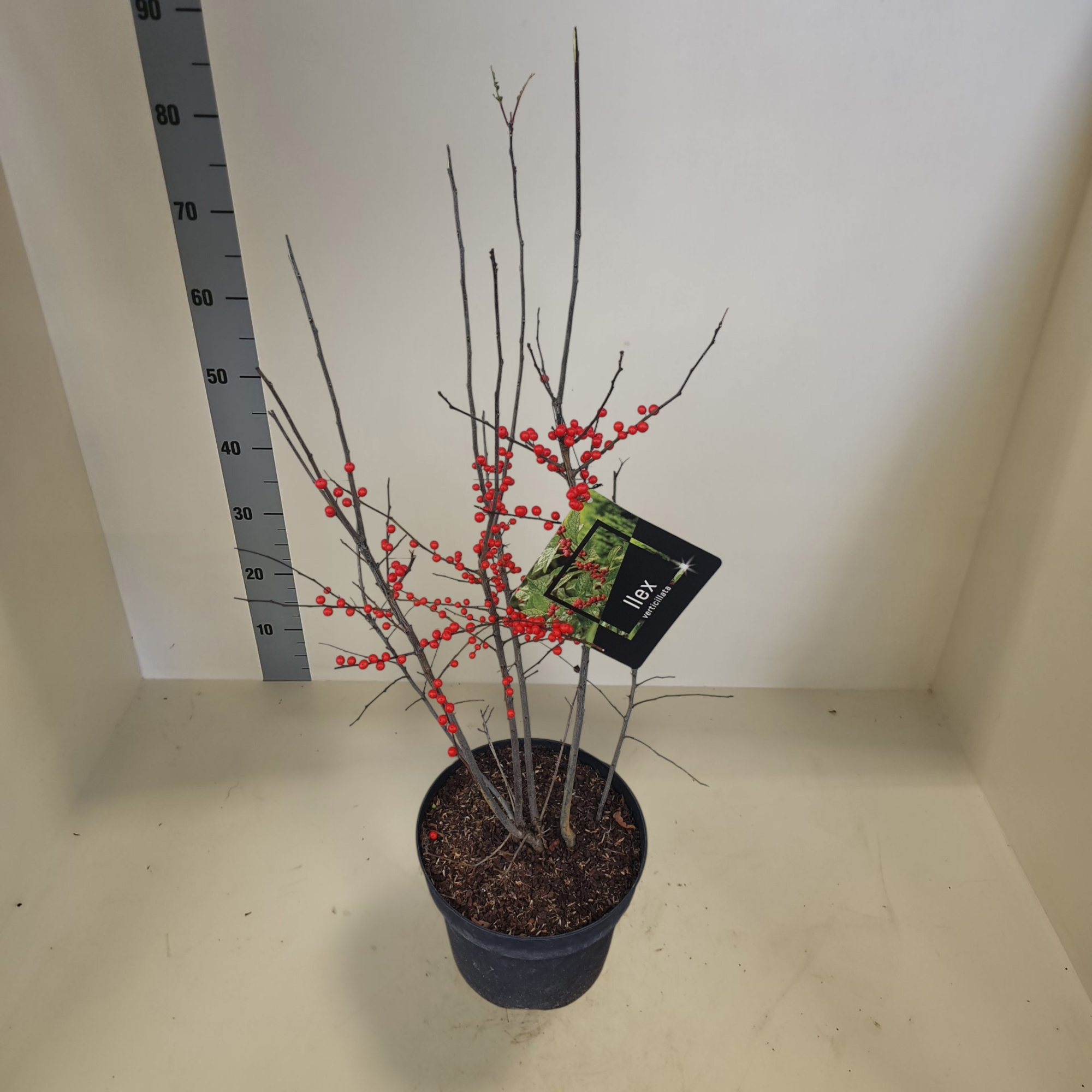 Ilex verticillata met bes, D 28 cm