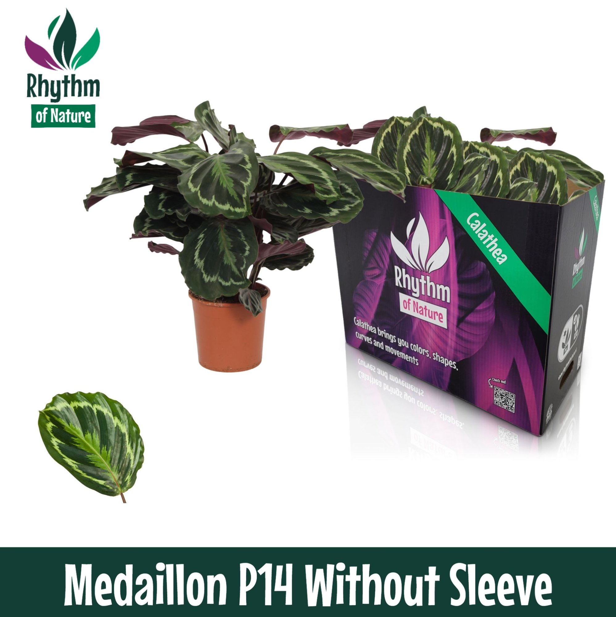 Calathea 14cm Medaillon - Rhythm of Nature zonder hoes, D 14