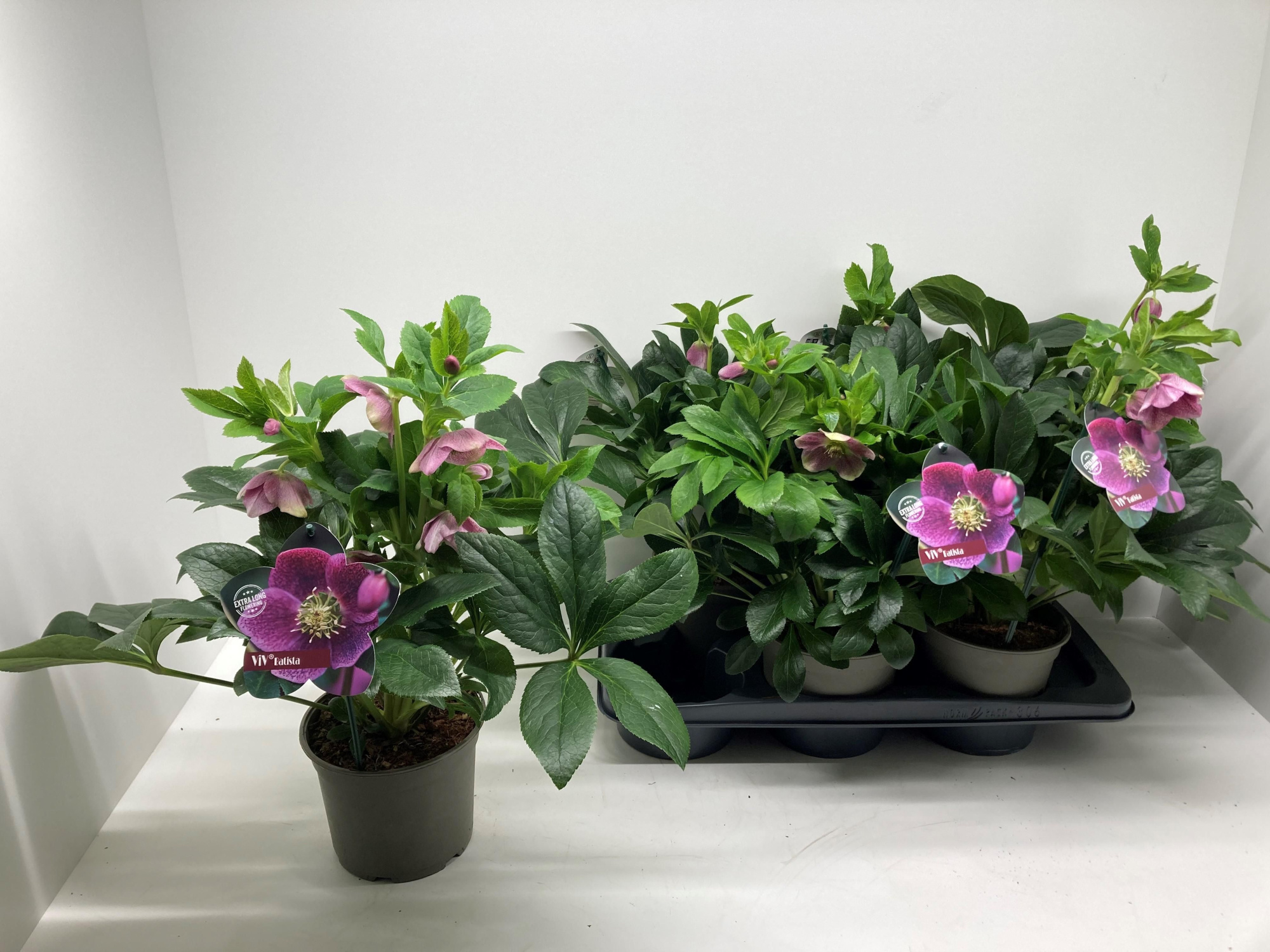 Helleborus orientalis 'ViV Batista', D 17 cm