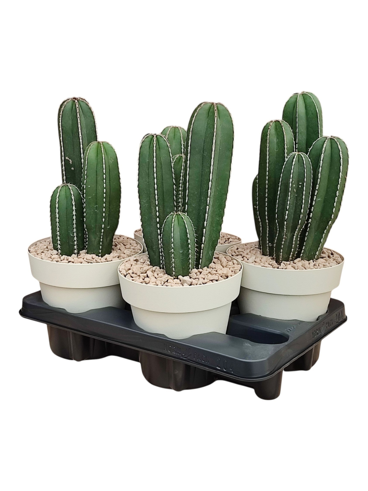 MARGINATOCEREUS MARGINATUS - POT Ø 16POT Ø 16 - TRAY 4 PCS (CACTUS), D 16