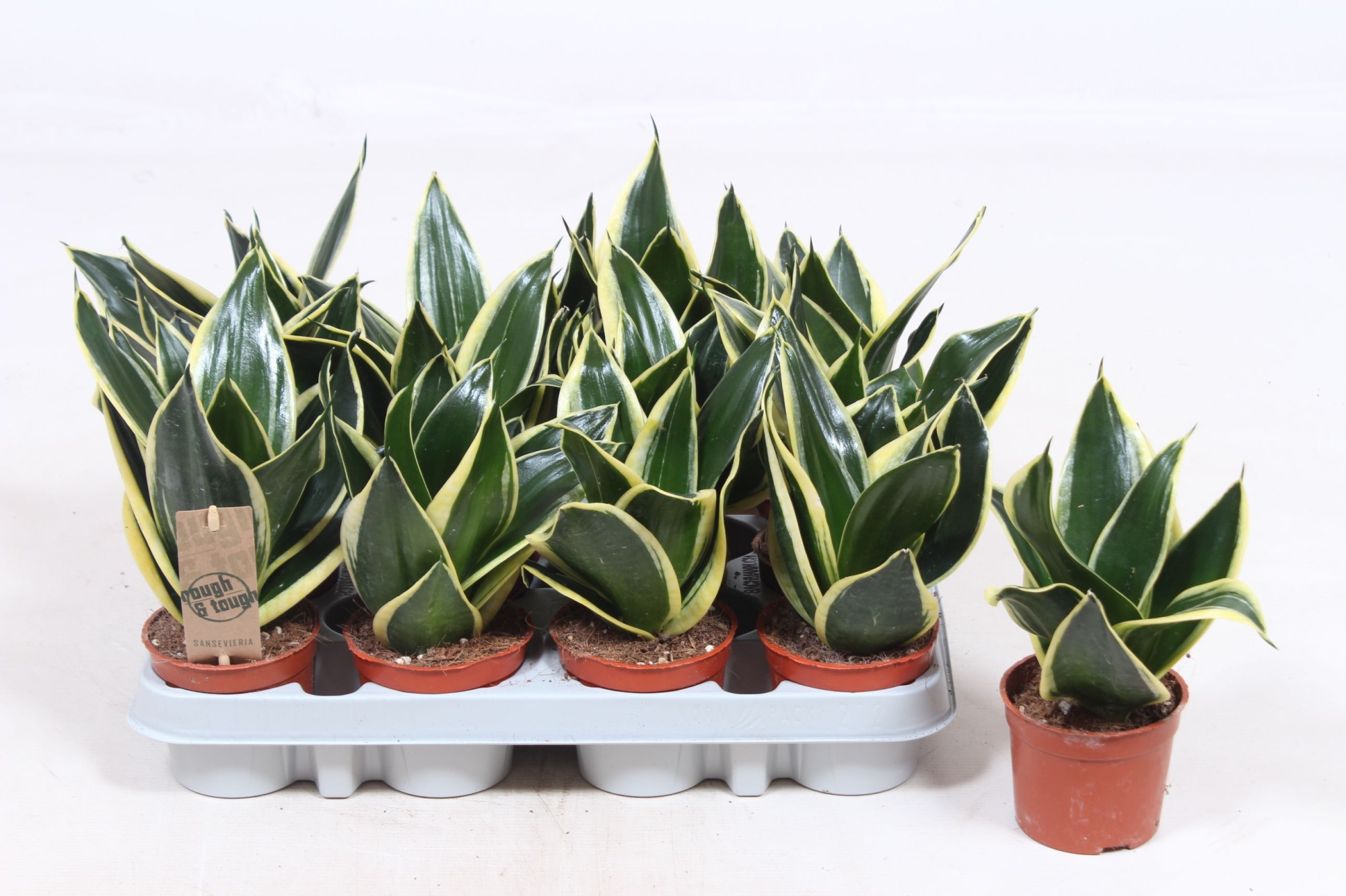 Sansevieria Golden Hahnii Black, D 9 cm