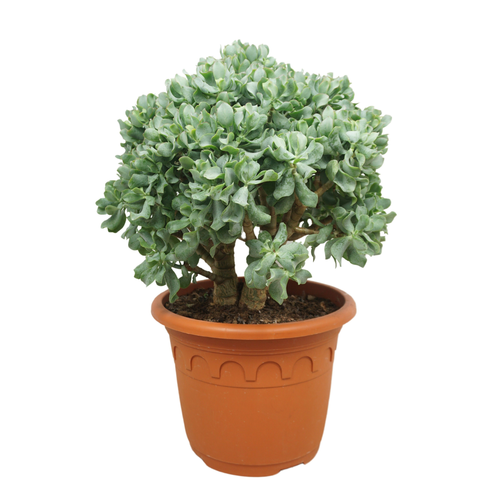 Crassula arborescens `krul` 30 cm, D 30 cm