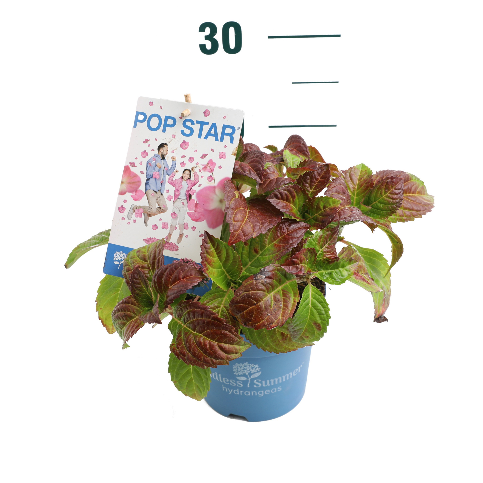 Hydrangea 'Pop Star Pink' - P14 - Endless Summer, D 14 cm