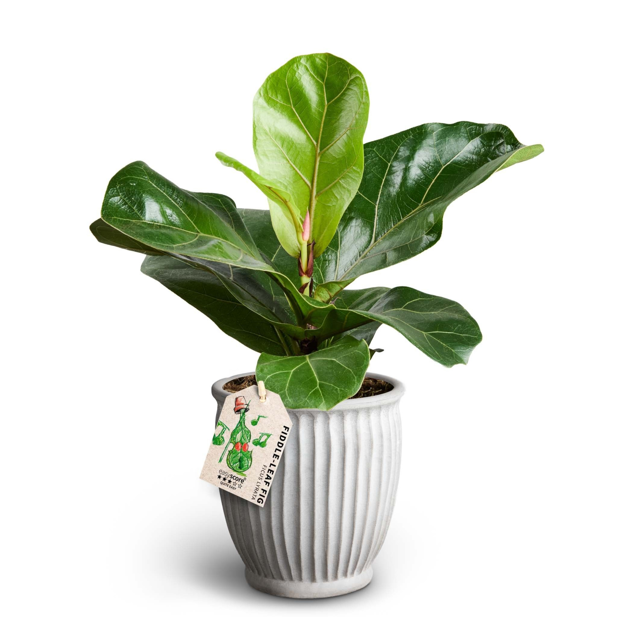 Athena Sand, Ficus lyrata, D 12 cm