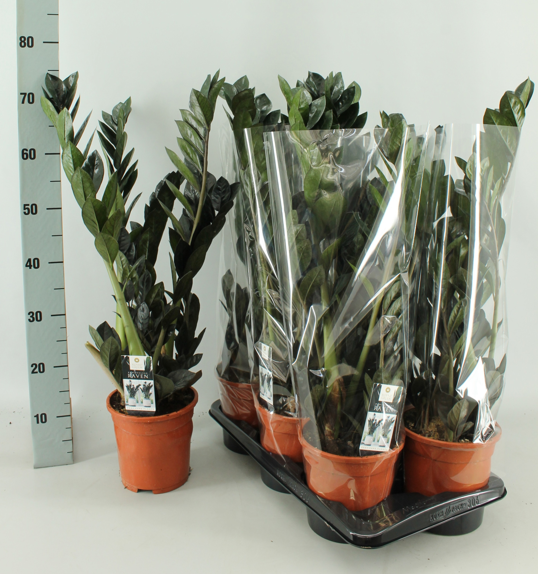 Zamioculcas Raven 17cm, D 17 cm