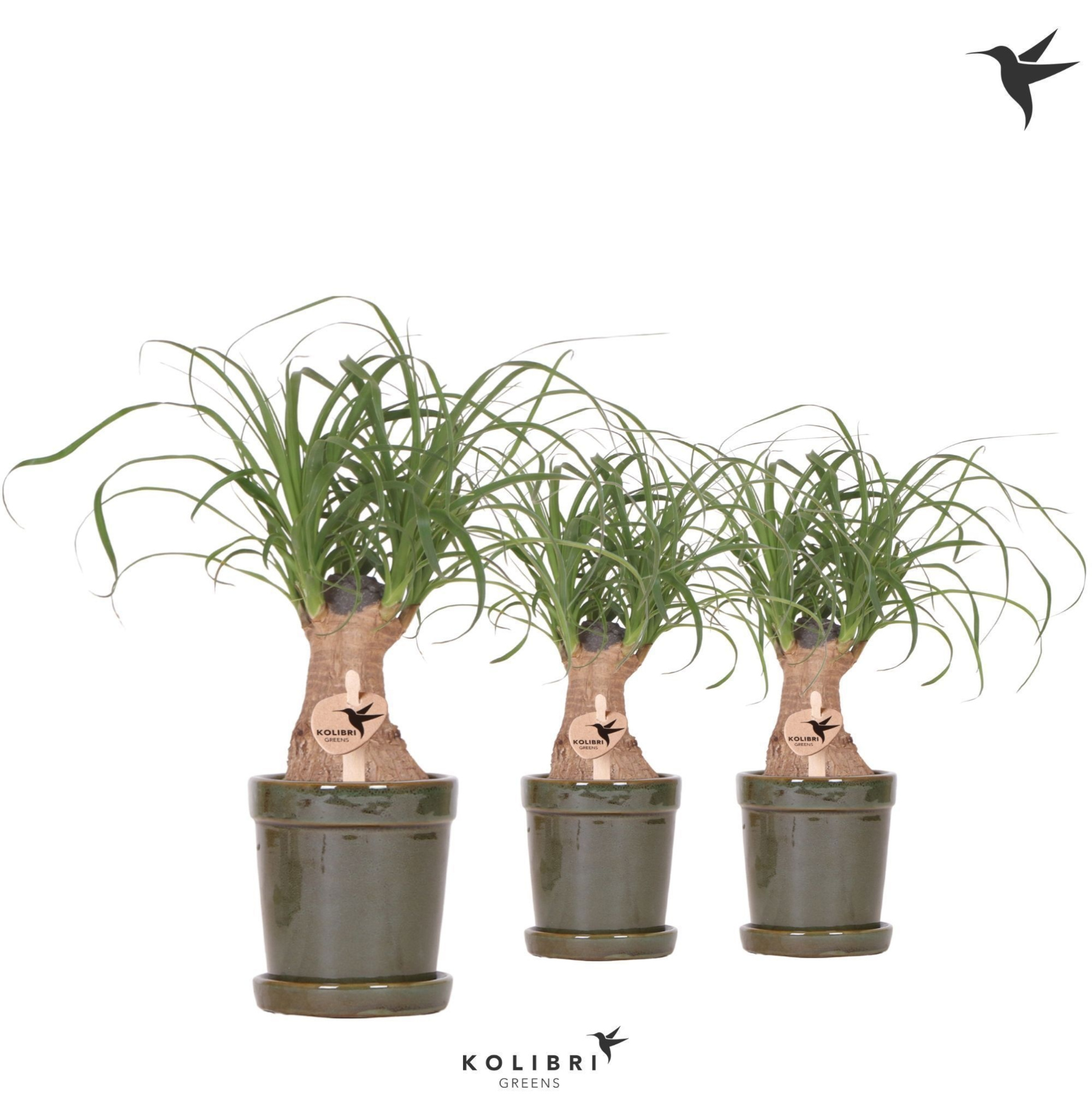 Kolibri Greens Beaucarnea in Flower pot green, D 9 cm