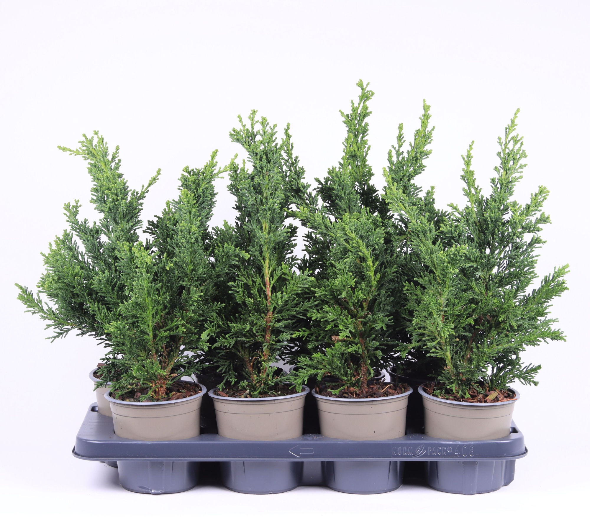 Chamaecyparis obtusa 'Draht', D 13 cm