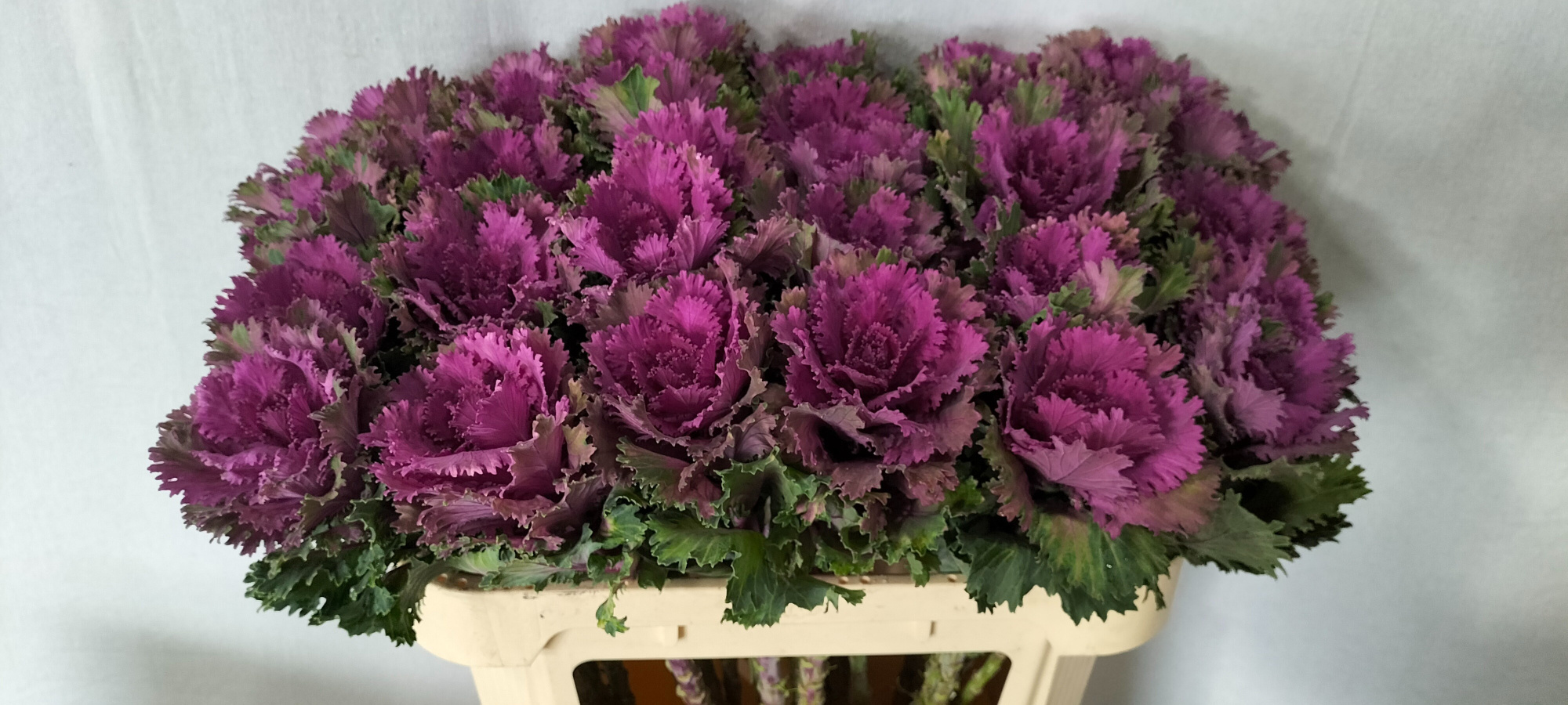 Брассика Альтаир 70, шт.