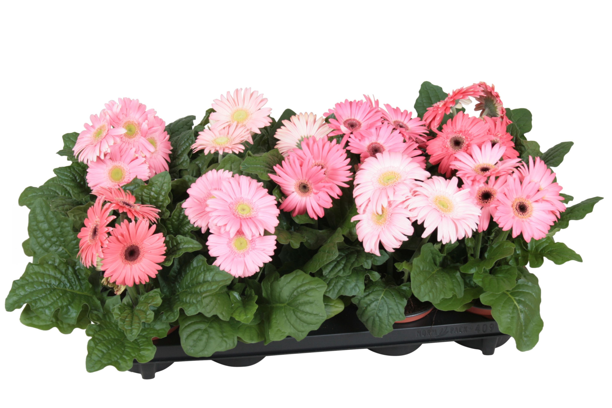 Gerbera belicht 2+ 12cm excellent rose (diverse kleurtinten), D 12 cm