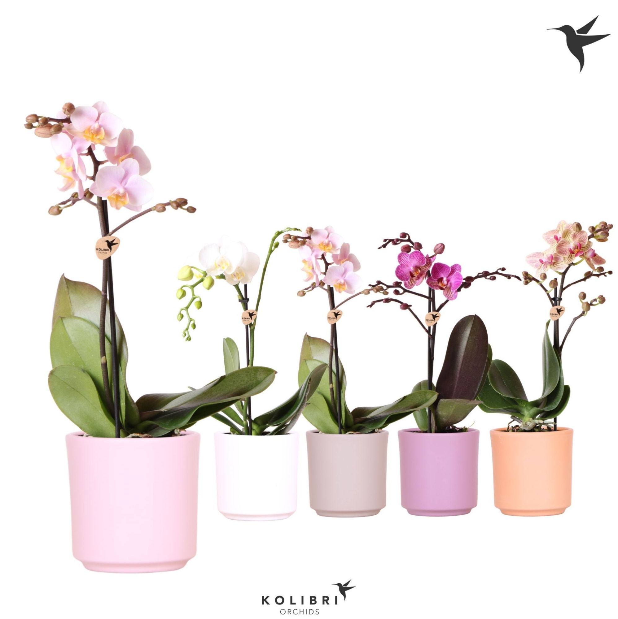 Kolibri Orchids Phalaenopsis Mix 1 spike in Simplicity pot mix, D 9